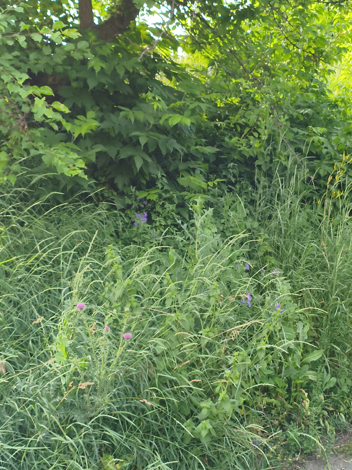 The image captures a lush, green natural scene dominated by dense foliage and tall grasses. In the foreground, a patch of flowering plants with delicate pink and purple blooms adds pops of color to the verdant landscape. The plants appear to be a mix of wildflowers and tall grasses, creating a wild and untamed aesthetic. The upper portion of the image reveals the shaded canopy of trees, with sunlight filtering through the leaves, suggesting it is daytime. The overall impression is one of a tranquil, overgrown natural area, possibly a meadow or the edge of a wooded area. There are no people or man-made objects visible, emphasizing the wildness of the setting. The scene suggests a warm, possibly humid day, given the abundance of green growth. The location context provided is Ustyvytsia, Ukraine, which aligns with a rural or natural landscape. There is no visible text in the image.