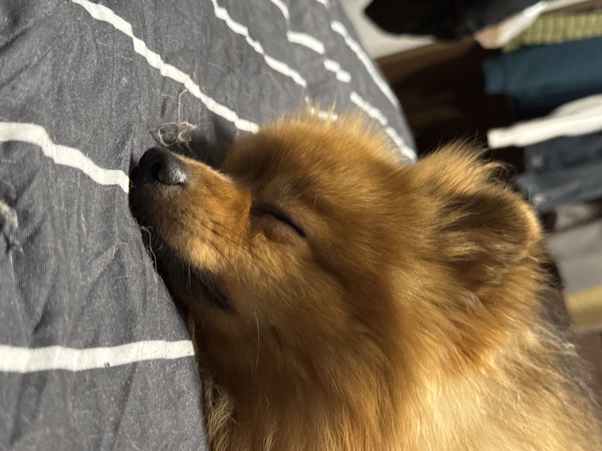 A Pomeranian dog is sleeping on a bed with striped gray and white sheets. The dog is facing to the right, with its eyes closed and its nose visible. The background is blurred, but appears to be a closet or wardrobe with clothing hanging. There is no information about the location in the city of Khimki, Russia.