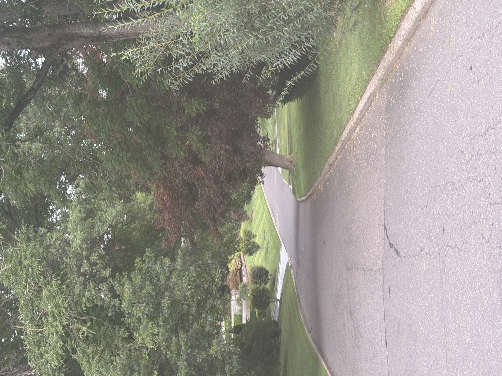The image shows a paved road with a slight curve, bordered by a manicured lawn and dense trees. The road appears to be in a suburban or park-like setting. In the background, there are well-maintained hedges, shrubs, and flower beds, suggesting a cared-for landscape, possibly a private driveway or a road within a well-kept estate or community. The trees are varied in size and foliage, with some appearing to be deciduous and others evergreen. The lighting suggests it is daytime, possibly overcast or late afternoon, as the light is diffused. There are no people or vehicles visible in the image.