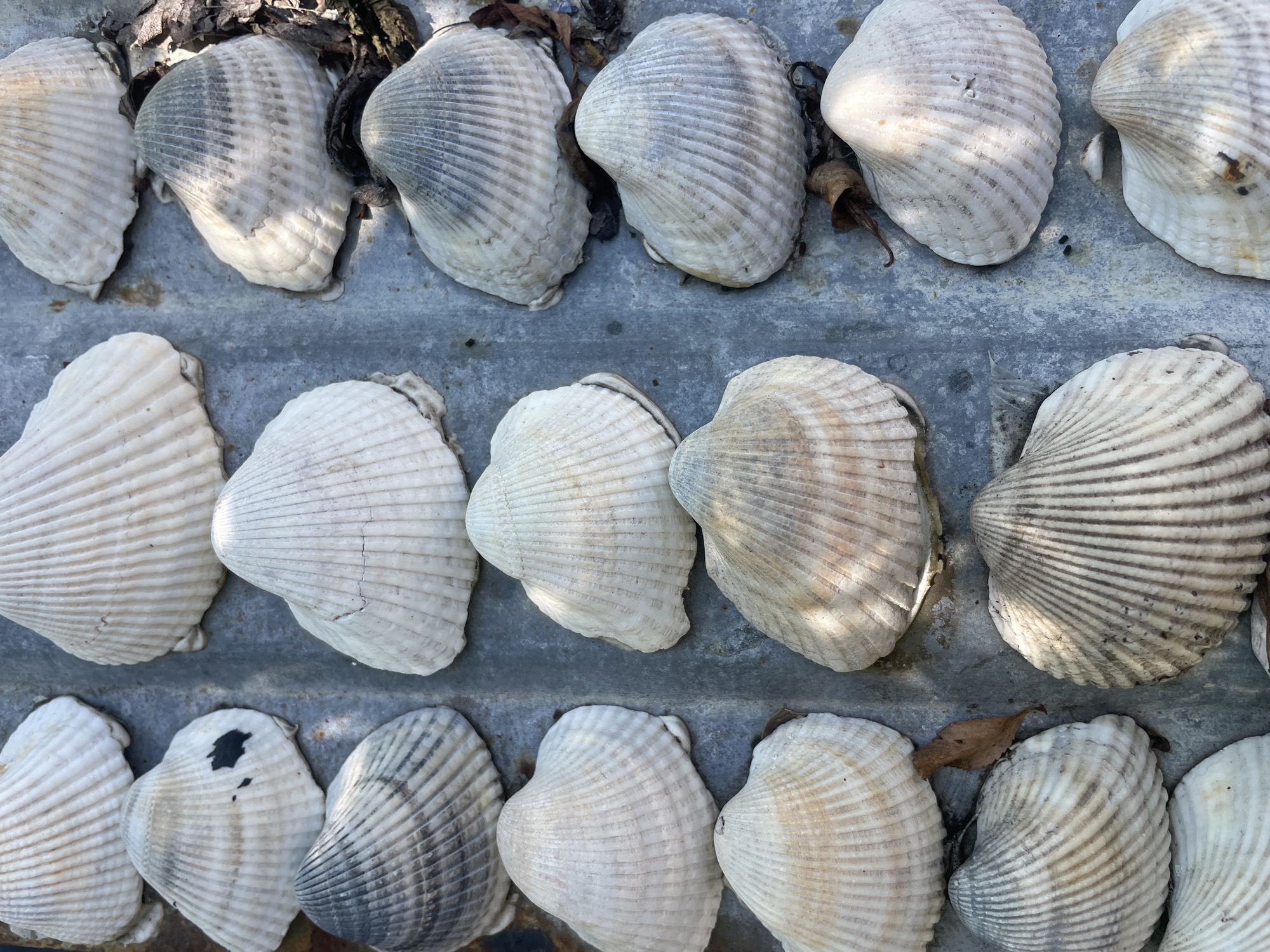 The image displays a collection of seashells arranged on a corrugated metal surface. The seashells are primarily white and light brown, with some showing darker gray or black markings. They are positioned in rows and columns, creating a repeating pattern. Several dried leaves are scattered amongst the shells. The background appears to be outdoor, with elements of nature visible such as dirt and possibly vegetation. The lighting suggests it is daytime, with sunlight casting shadows. The specific location in Baranovka, Russia cannot be determined from the visual information provided.