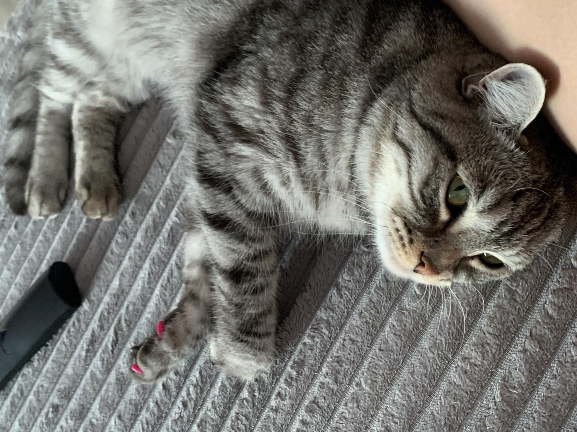 This is a close-up, overhead shot of a grey tabby cat lying down on a textured grey surface. The cat is mostly relaxed, with its head turned towards the camera, displaying green eyes and a pink nose. Its fur is a mix of grey and black stripes, with some lighter patches. One of the cat's front paws is visible, and it has four bright pink nail caps on its claws. To the left of the cat, a black object, possibly a remote control, is partially visible. The background appears to be a soft, textured fabric. The lighting suggests it is daytime, likely indoors, given the soft, diffused light. The overall mood is calm and domestic. There is no visible text in the image.