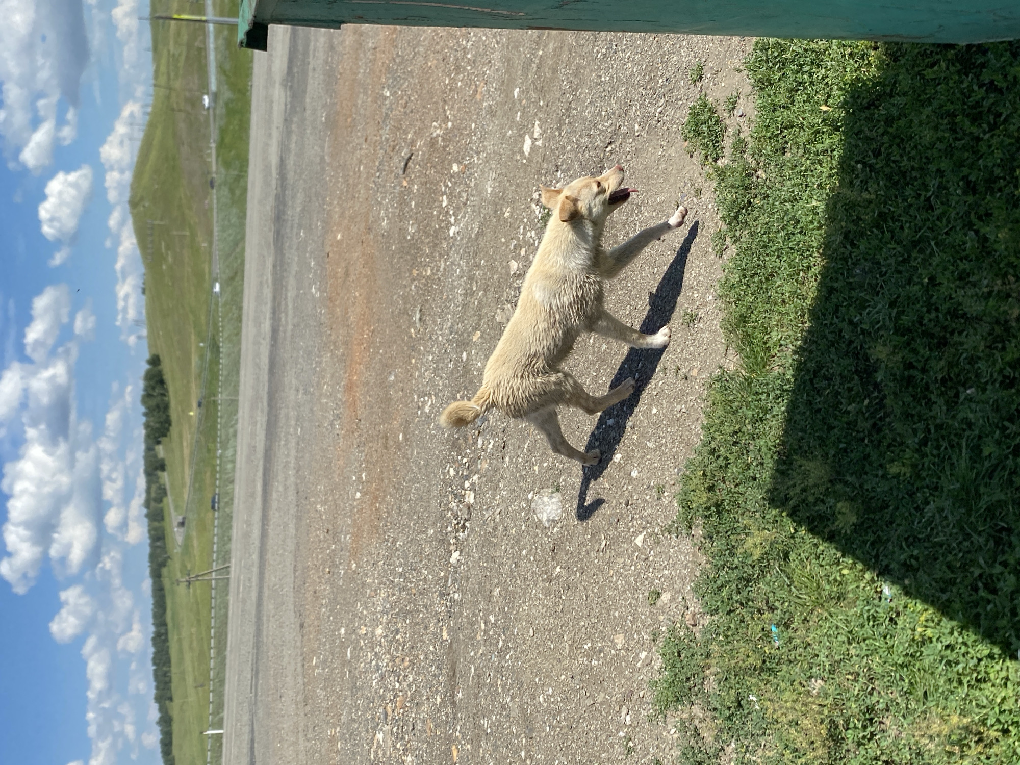 A light-colored dog with a light brown tail is walking on a gravel surface. The dog is panting with its tongue out and its mouth open. Its fur appears wet. In the background, there is a green grassy area with a shadow cast on it. Further in the background, a rolling green hillside with trees is visible under a blue sky with white clouds. A road with a few cars is also discernible in the distance. A portion of a green structure is visible on the right edge of the frame. The scene appears to be outdoors in Yuldybayevo, Russia.