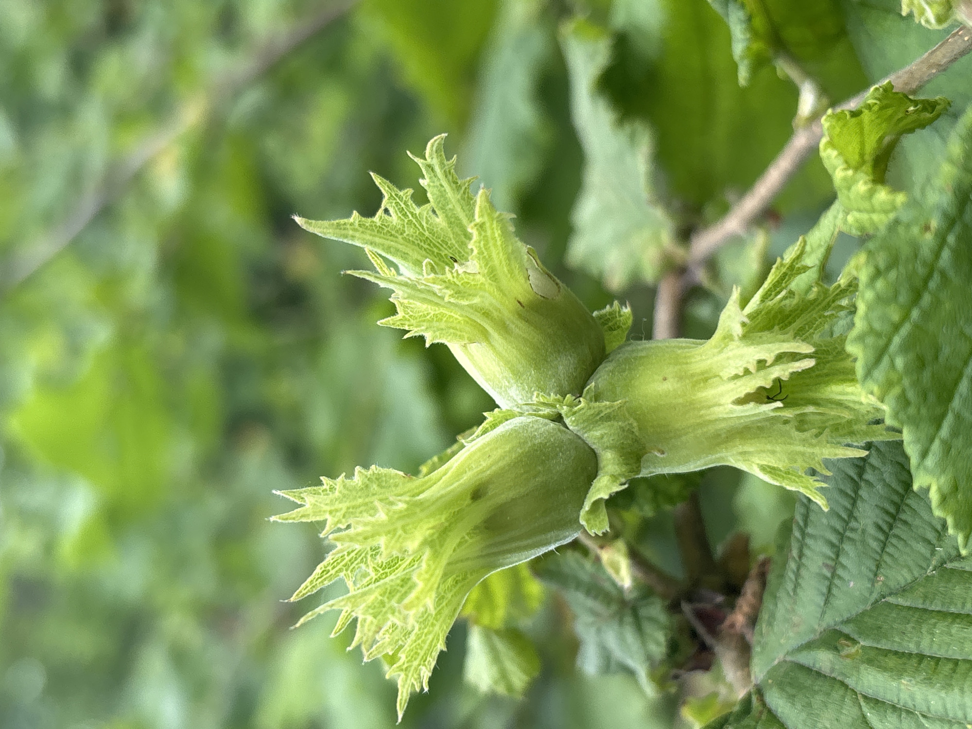 The image shows a close-up of a cluster of unripe hazelnuts on a branch, surrounded by green leaves. The hazelnuts are green and fuzzy, with a few small spikes around their casings. The background is blurred green foliage, suggesting an outdoor, natural setting. The image does not contain any people or specific landmarks to indicate a location within the city of Sochi, Russia.
