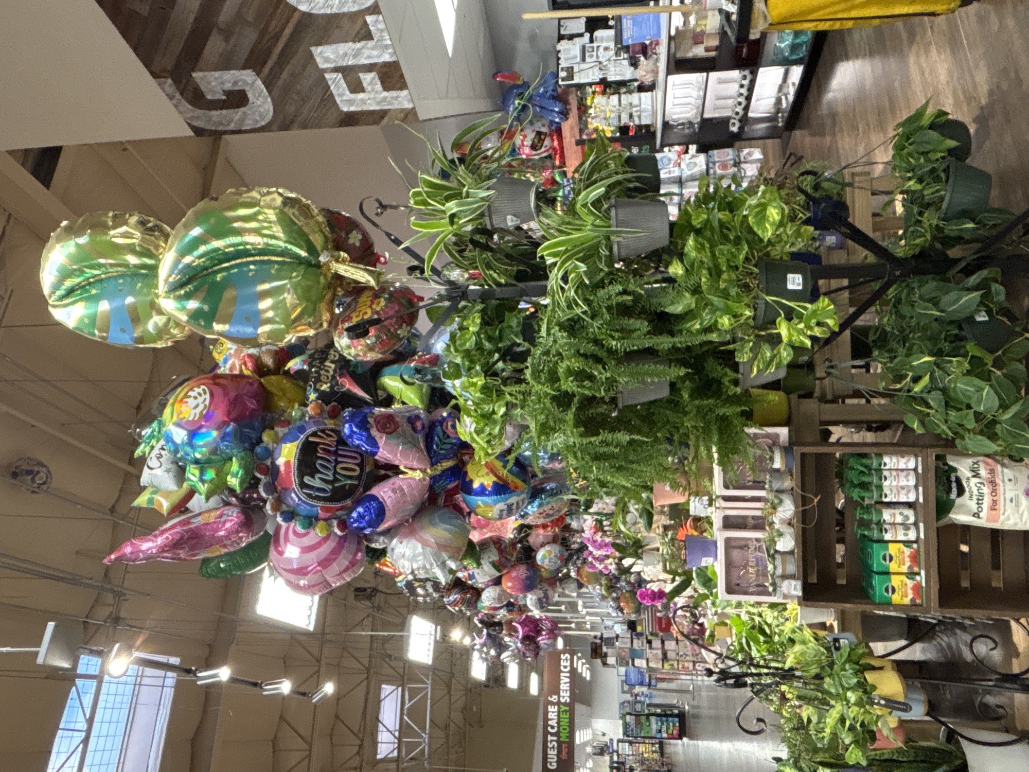 The image shows a display of balloons and plants inside a grocery store. The balloons are a variety of colors and designs, with some shaped like animals and others with messages like "Thank You." The plants are in pots and hanging baskets, including ferns, spider plants, and orchids. In the background, shelves stocked with merchandise and a sign for "Guest Care & Money Services" are visible. The store appears to be well-lit with fluorescent lighting and has a polished concrete floor. The overall impression is that of a celebratory and well-stocked retail environment.