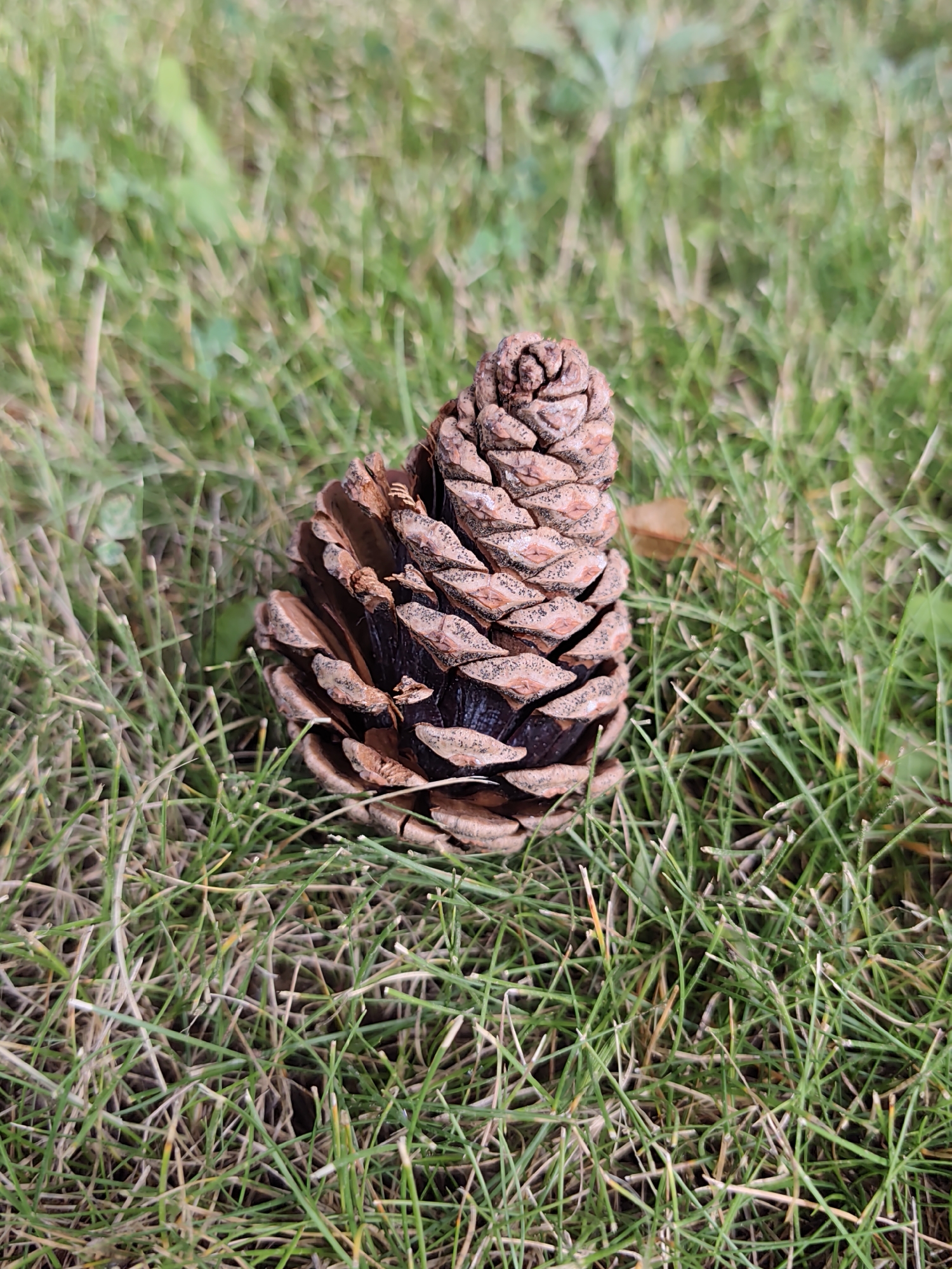 A close-up, eye-level, vertical shot shows a single, dry pine cone resting on a patch of green grass. The pine cone is positioned slightly off-center to the left, its scales fanned open, revealing a dark interior. The grass surrounding the pine cone is a mix of green and dry blades, with some patches of lighter, straw-like grass. The background is blurred, consisting of more green grass and hints of soil or dry leaves. The lighting appears natural and diffused, suggesting an outdoor setting. The scene is static and devoid of any human presence or activity. The image was captured in Бараўлянскі сельскі Савет, Belarus.