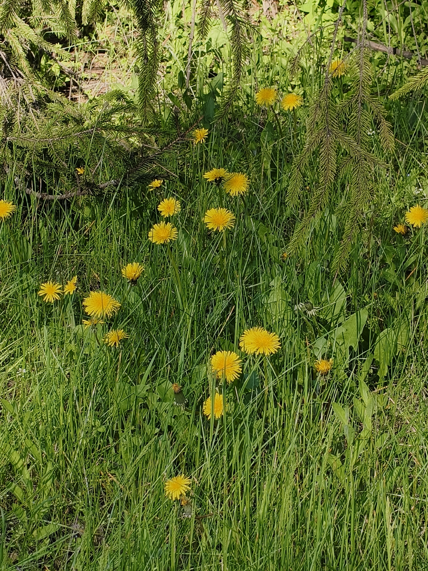 The image depicts a patch of green grass dotted with yellow dandelions. An evergreen tree branch extends into the frame from the top, casting shadows over the scene. The location is not specified, and there is no information to identify it as Kryvyi Rih, Ukraine. The image contains no people or identifiable interactions.