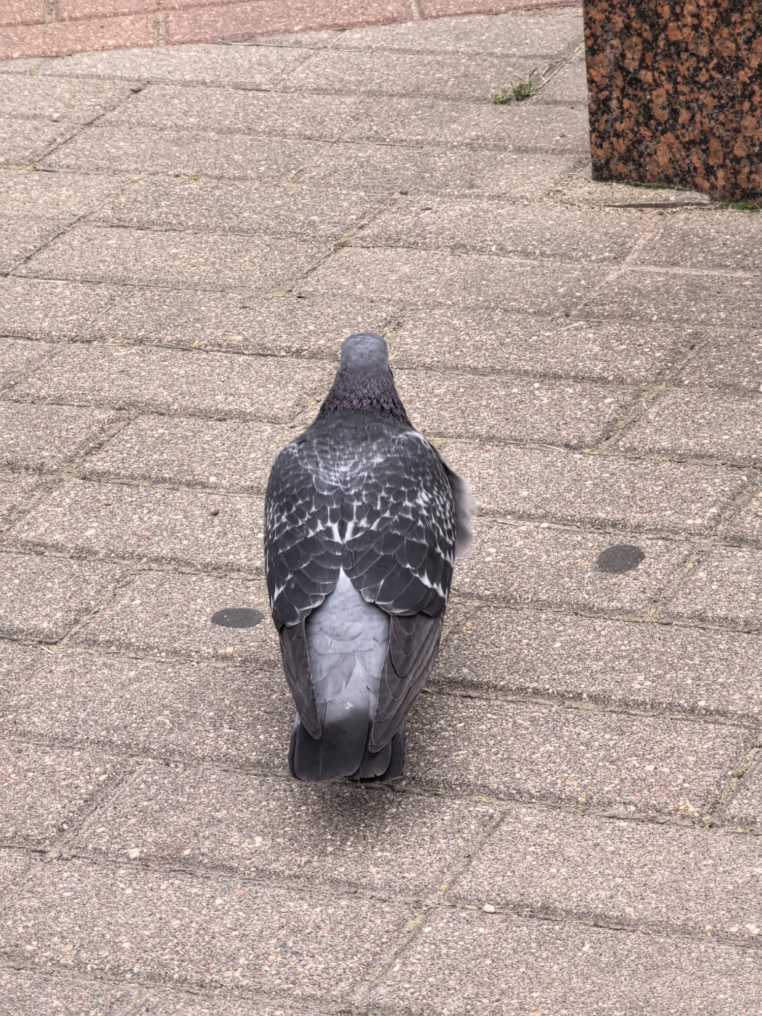 A top-down, close-up shot captures the back of a pigeon standing on a paved walkway composed of rectangular, grey, textured stones. The pigeon's feathers display a mottled pattern of dark gray and white, with lighter gray plumage on its lower back and tail. The bird's head is turned slightly to the left, revealing its gray neck. The walkway shows some faint green growth in the cracks between the stones. To the right of the pigeon, a dark, reddish-brown, speckled granite block is partially visible, hinting at a monument or architectural feature. The background is blurred, but suggests more of the same paved surface and a hint of red paving stones at the top edge of the frame.