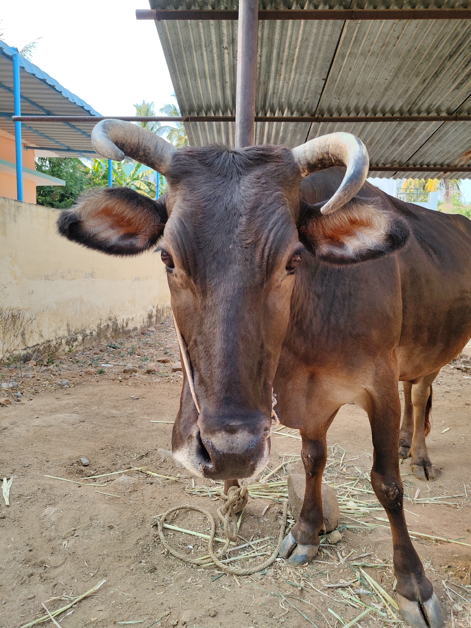 The image shows a brown cow with curved horns standing on a dirt ground scattered with straw. The cow is tied with a rope. Behind the cow is a corrugated metal roof supported by a metal pole and beams. In the background, there's a partial view of a building with a blue-framed roof and a wall with visible wear. The image appears to be taken in Kammavaripalli, India.