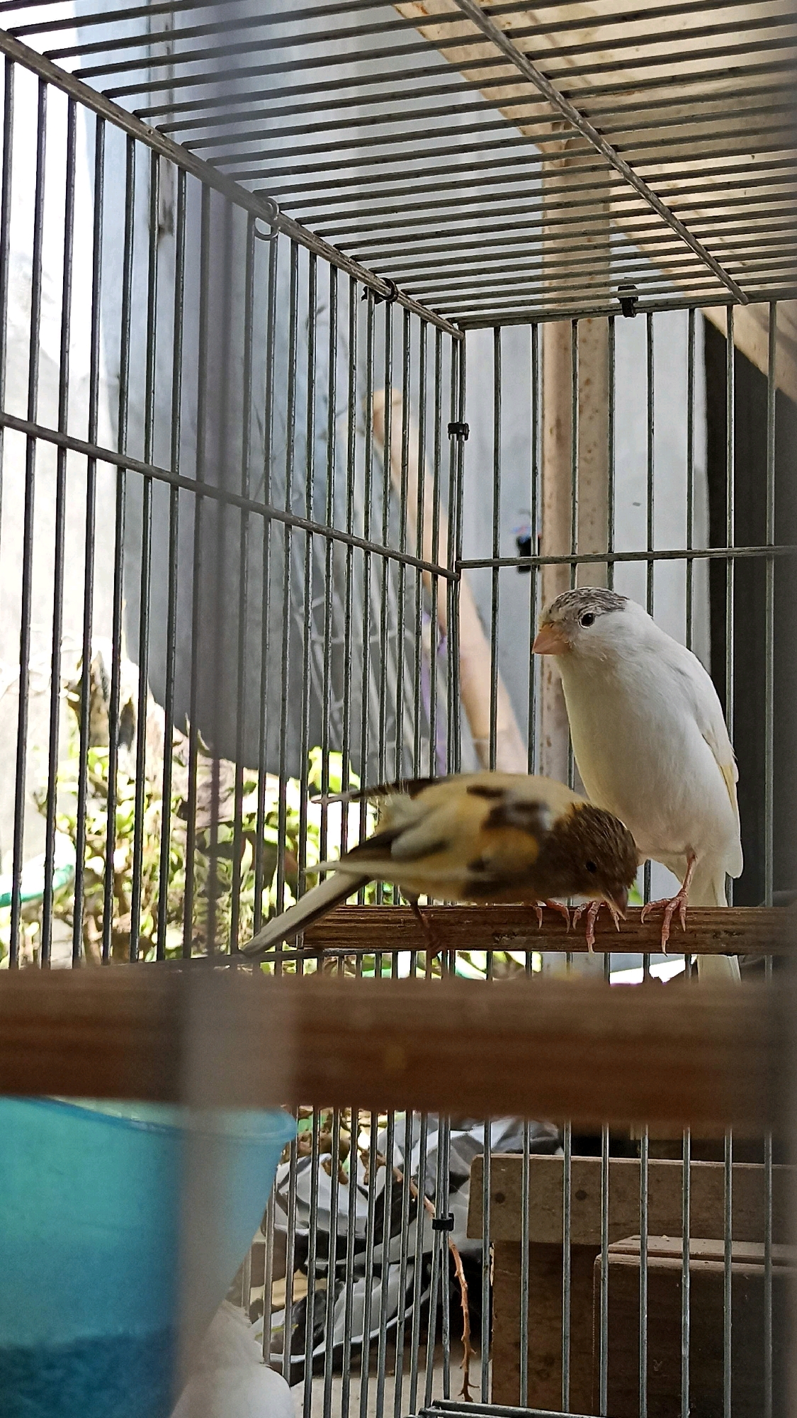 A white bird with grey markings on its head stands on a wooden perch inside a metal birdcage. To its left, a yellow and brown speckled bird is perched below, with its head down as if feeding. The cage is set against a background of greenery and what appears to be a wall or fabric. A portion of a blue plastic object is visible in the foreground, to the left of the frame. The scene is likely located in a residential area in Ngumpul, Indonesia, given the context provided.