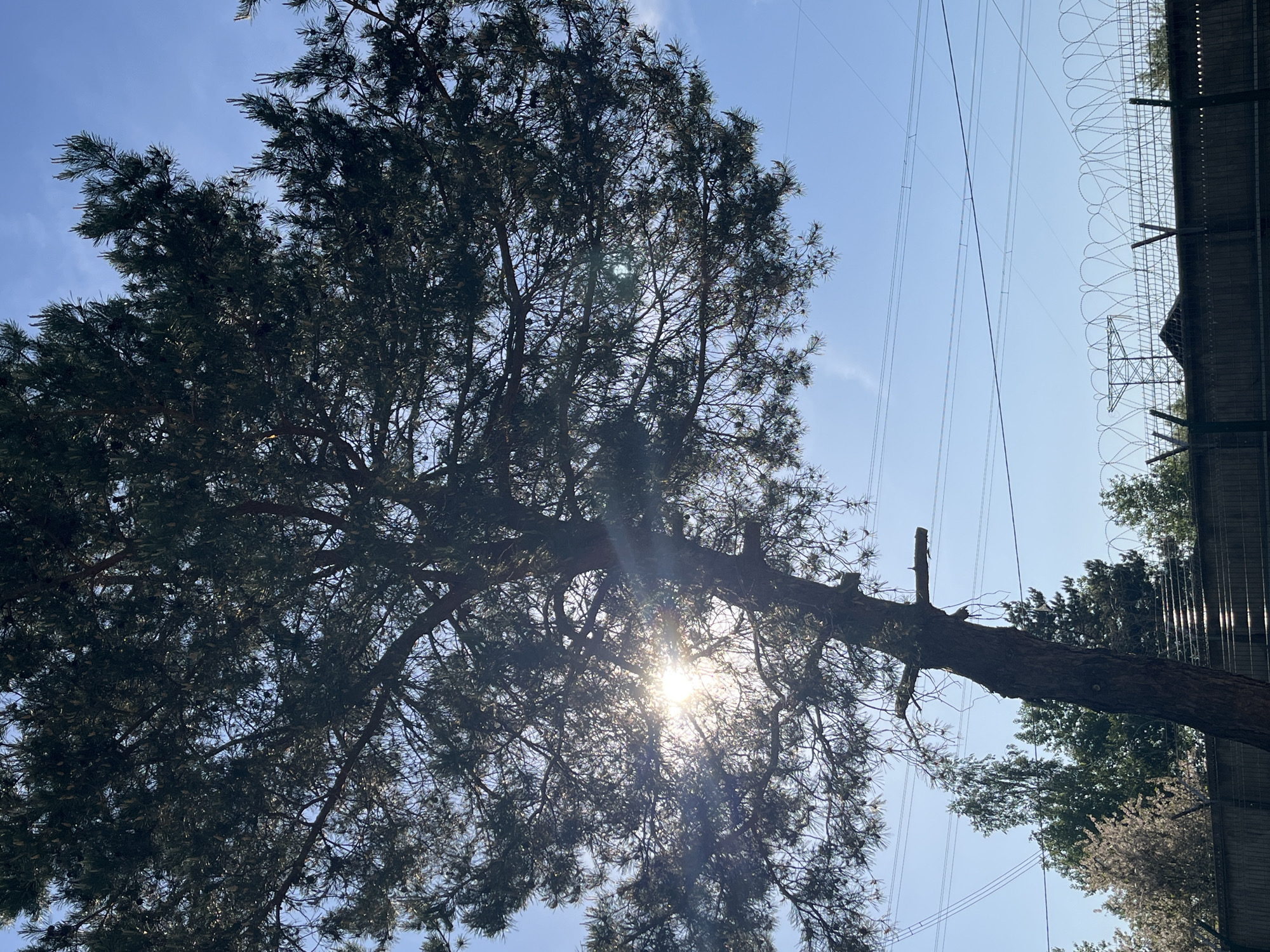 The image depicts a tree, possibly a pine, viewed from below, with the sun shining through its branches. The tree’s trunk extends horizontally towards the right of the frame. In the background, power lines are visible against a clear blue sky. To the right of the power lines, there is a building or structure with what appears to be barbed wire fencing along its top edge. Additional trees and foliage are partially visible behind the building. The image was taken in the city of Chaikovsky, Russia.