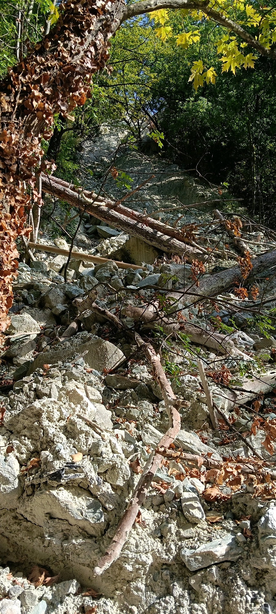 The image depicts a rocky, debris-strewn slope with fallen trees and scattered dry leaves, set against a backdrop of dense green foliage under a bright sky. The scene appears to be a natural environment, possibly a forest or mountainous area, with a landslide or rockfall evident due to the dislodged rocks and logs. There are no people or specific urban structures visible in the image, making it impossible to determine the exact location within Pozar Baths, Greece, or any specific details about human activity. The environment is characterized by a mix of pale, jagged rocks, brown dry foliage, and vibrant green trees. The lighting suggests it is daytime, with sunlight casting shadows on the uneven terrain.