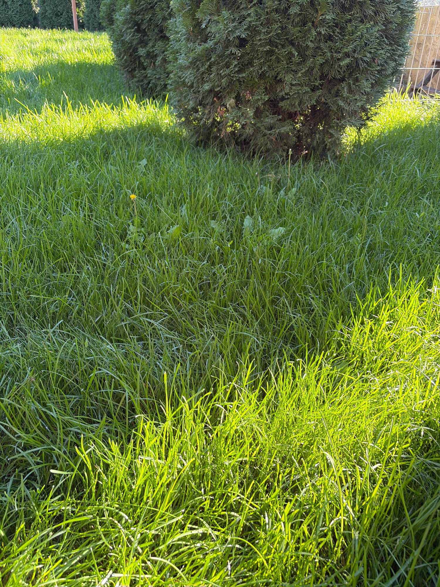 A medium-angle, eye-level shot captures a patch of green grass in Oxentea, Moldova. The grass is dense and appears slightly wet, with individual blades catching the sunlight, creating bright highlights. In the background, the lower portion of a dark green, conical evergreen tree is visible, its foliage dense and textured. The ground beneath the tree is also covered in grass, but the shadows cast by the tree create a dappled effect. To the right of the tree and behind the grass, a section of a white metal fence is visible, suggesting a boundary or enclosure. The overall scene is one of a well-maintained outdoor space, likely a garden or yard, with natural elements bathed in sunlight. No people are present.
