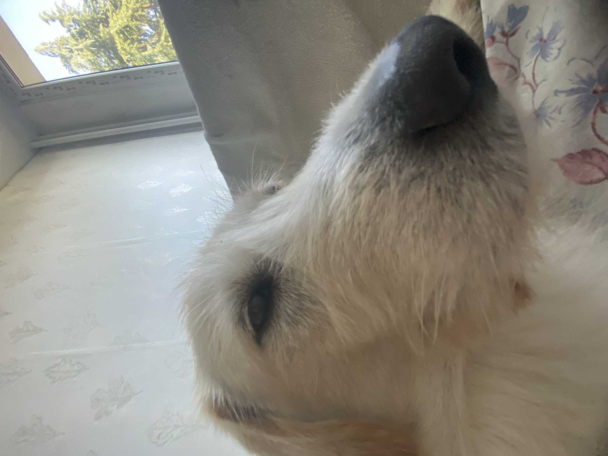A close-up, low-angle shot shows the face of a golden-colored dog indoors. The dog is lying down, with its head tilted upwards and slightly to the right. Its eyes are mostly closed, and its snout, which is dark brown and wet, takes up a significant portion of the right side of the frame. The dog's fur appears to be light brown and white. The background is out of focus but shows a light-colored wall with a subtle pattern and a window with a view of green trees under a clear sky. The setting appears to be a domestic interior. The image does not contain any discernible elements that would allow for precise geolocation within Blagoevgrad, Bulgaria.