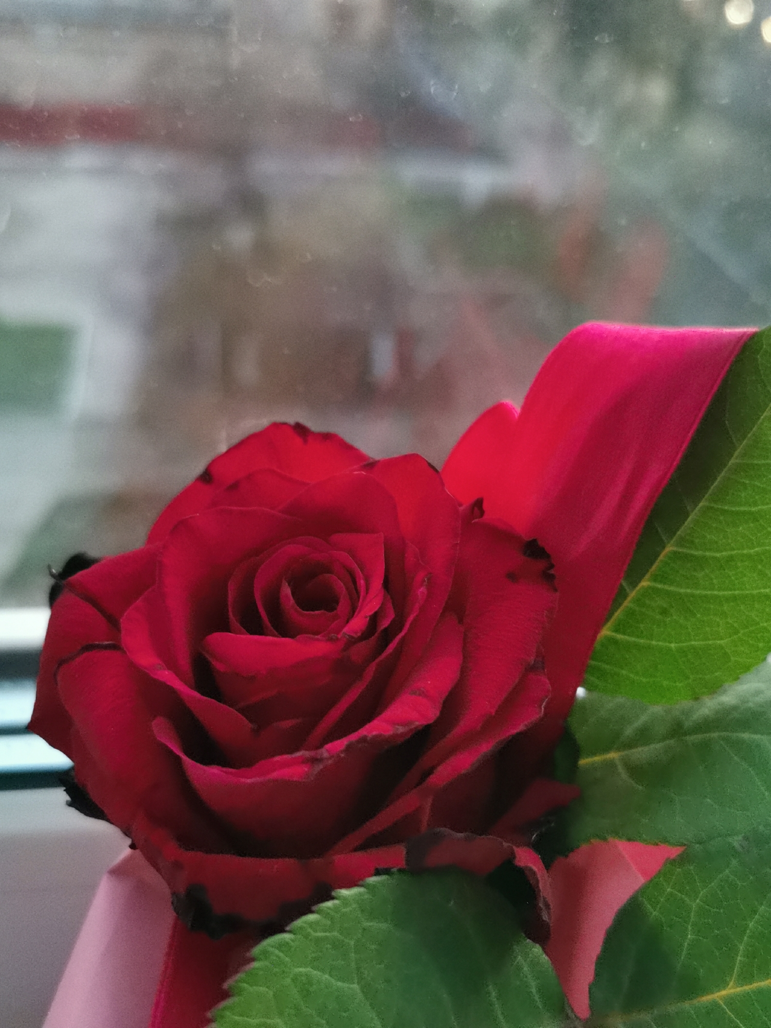 A close-up, eye-level shot captures a vibrant red rose positioned indoors against a blurry window background. The rose, slightly to the left of the frame's center, is the dominant subject, displaying deep crimson petals with some darker, almost black, edges. Its spiral-like center is visible, indicating it's partially bloomed.
To the right and beneath the rose, several green leaves with visible veins provide a fresh contrast to the dark red petals. A soft pink material, likely a ribbon or part of a flower wrapping, is visible behind and below the rose, adding another subtle color accent.
The background is heavily out of focus, depicting an outdoor scene viewed through a window. Indistinct shapes and colors suggest buildings or structures, including a reddish horizontal element in the upper left background and a small patch of green in the lower left, possibly grass. The window glass appears to have small smudges or water droplets, contributing to the blurred effect. The lighting suggests it is daytime, with diffused light illuminating the scene. No activity is taking place, and no text is visible.