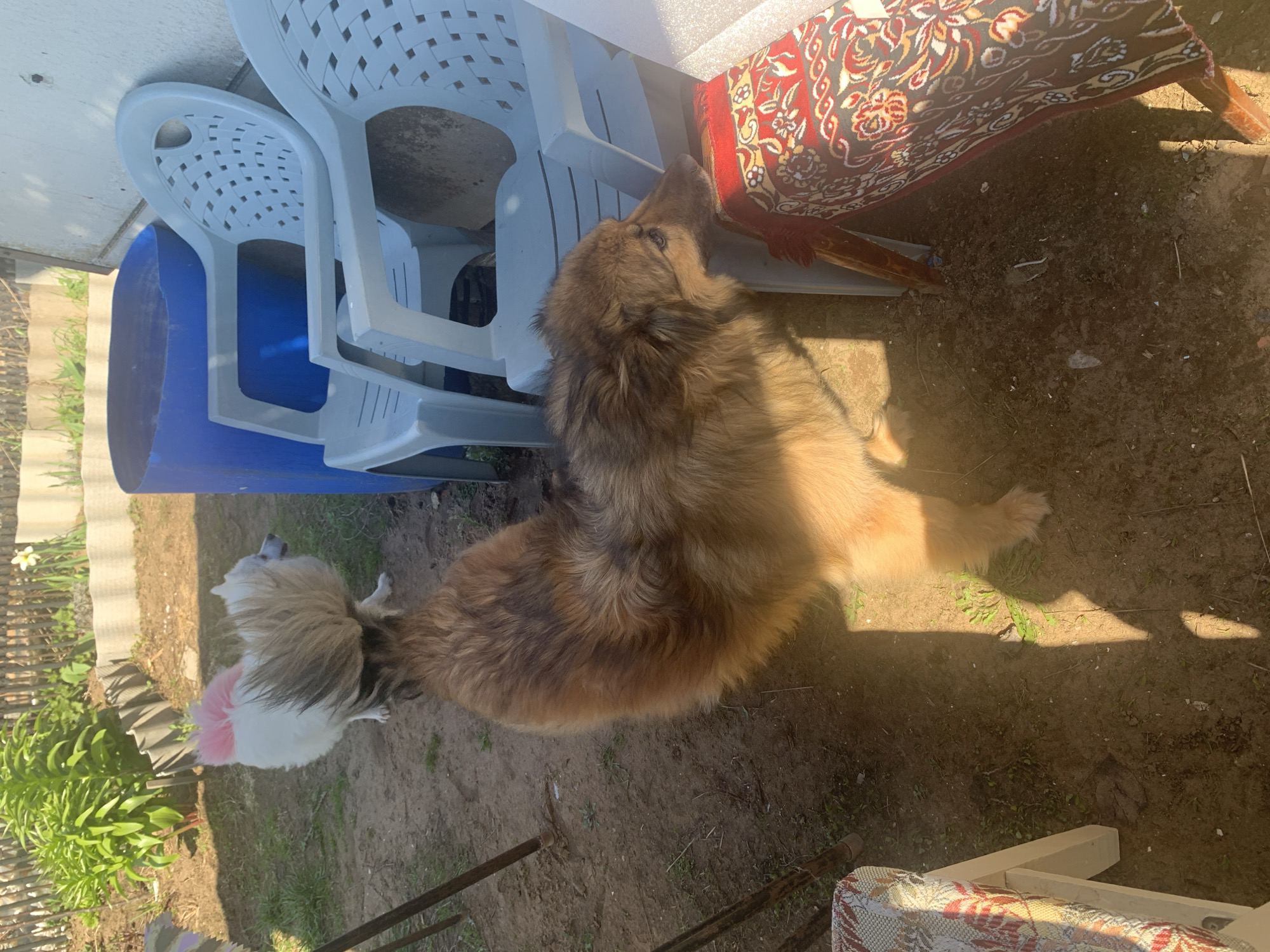 The image, taken outdoors in Кемуль, Russia, depicts a patch of dirt surrounded by objects. Stacked light blue and white plastic chairs occupy the upper-left corner. A brown and tan dog stands near the chairs, with its front paws near the edge of a table or bench covered with a red patterned cloth. Another smaller dog, white with pink coloring, is near a flowerbed.