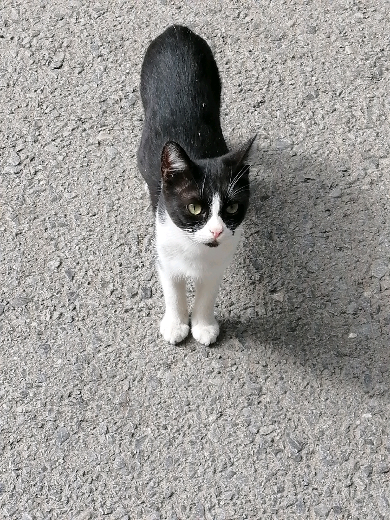 A black and white cat stands on a grey asphalt surface. The cat is facing forward, with its head tilted slightly. It has green eyes, a pink nose, and white whiskers. The cat's body is mostly black, with white markings on its chest, paws, and face. The asphalt surface is textured with small stones and appears to be a road or sidewalk. A shadow of the cat is cast on the ground to its right, indicating the sun is shining from the left. The image is taken from a high angle, looking down at the cat. The scene suggests an outdoor urban environment, possibly in Rostov-on-Don, Russia, given the typical asphalt surfaces found in such locations.