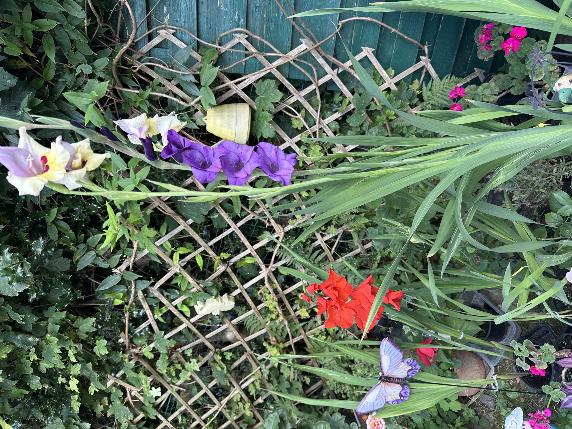 The image depicts a vibrant garden scene, likely in Braine-l'Alleud, Belgium, featuring a variety of flowers, greenery, and garden decorations against a backdrop of a wooden fence and trellised structure. Prominently displayed are tall gladiolus flowers in shades of purple, yellow, and white. To the left, a cluster of bright red gladiolus blooms is visible. A decorative light purple butterfly adorns the lower left portion of the frame, positioned among the foliage and near small pink flowers. The environment is lush, with dense green leaves and various potted plants scattered throughout. A yellow bell-shaped object hangs from the trellised structure in the mid-ground, and to the right, a section of a green wooden shed is present. The overall impression is one of a well-maintained and colorful garden space.