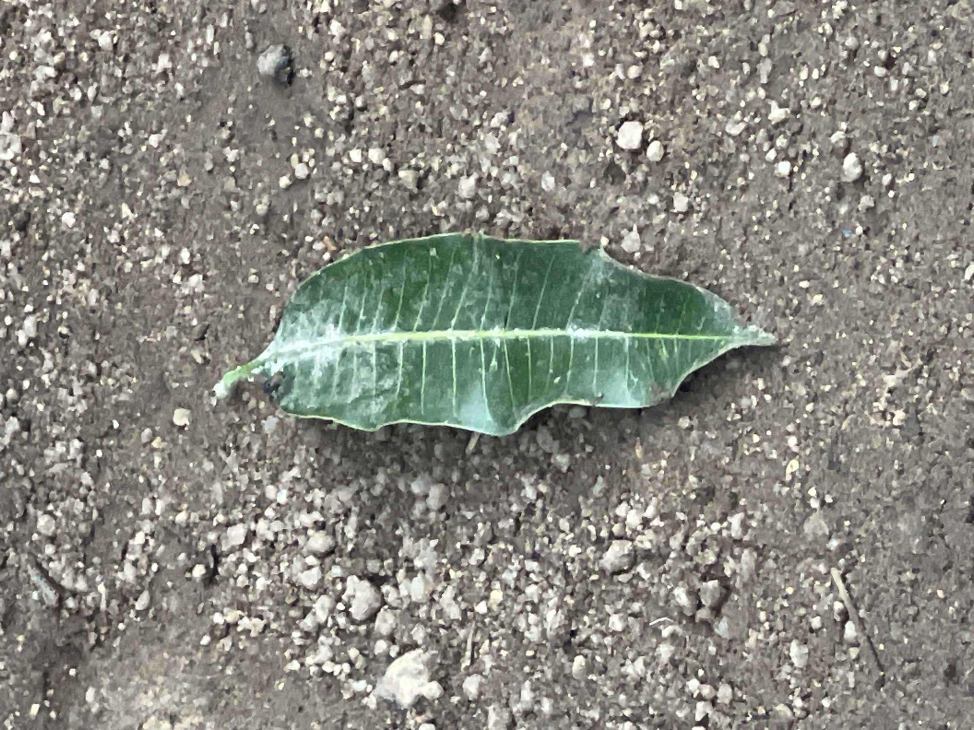 The image presents a close-up view of a single, elongated green leaf resting on a textured ground surface. The leaf is centrally placed and horizontally oriented, displaying a prominent central vein and several lateral veins. Its surface shows a whitish, powdery substance, possibly dust, dried residue, or mildew. The edges of the leaf are slightly irregular.
The ground beneath the leaf is composed of dark brown soil intermixed with numerous small, light-colored pebbles and gravel, creating a rough, uneven texture typical of an unpaved outdoor area. There are no other visible objects, vegetation, or signs of human activity in the frame. The lighting is soft and diffused, casting no distinct shadows, which makes it impossible to determine the time of day or specific weather conditions. The scene captures a static moment of a natural element against a natural backdrop, offering a factual and detailed observation of the leaf and the ground. No text is visible in the image.