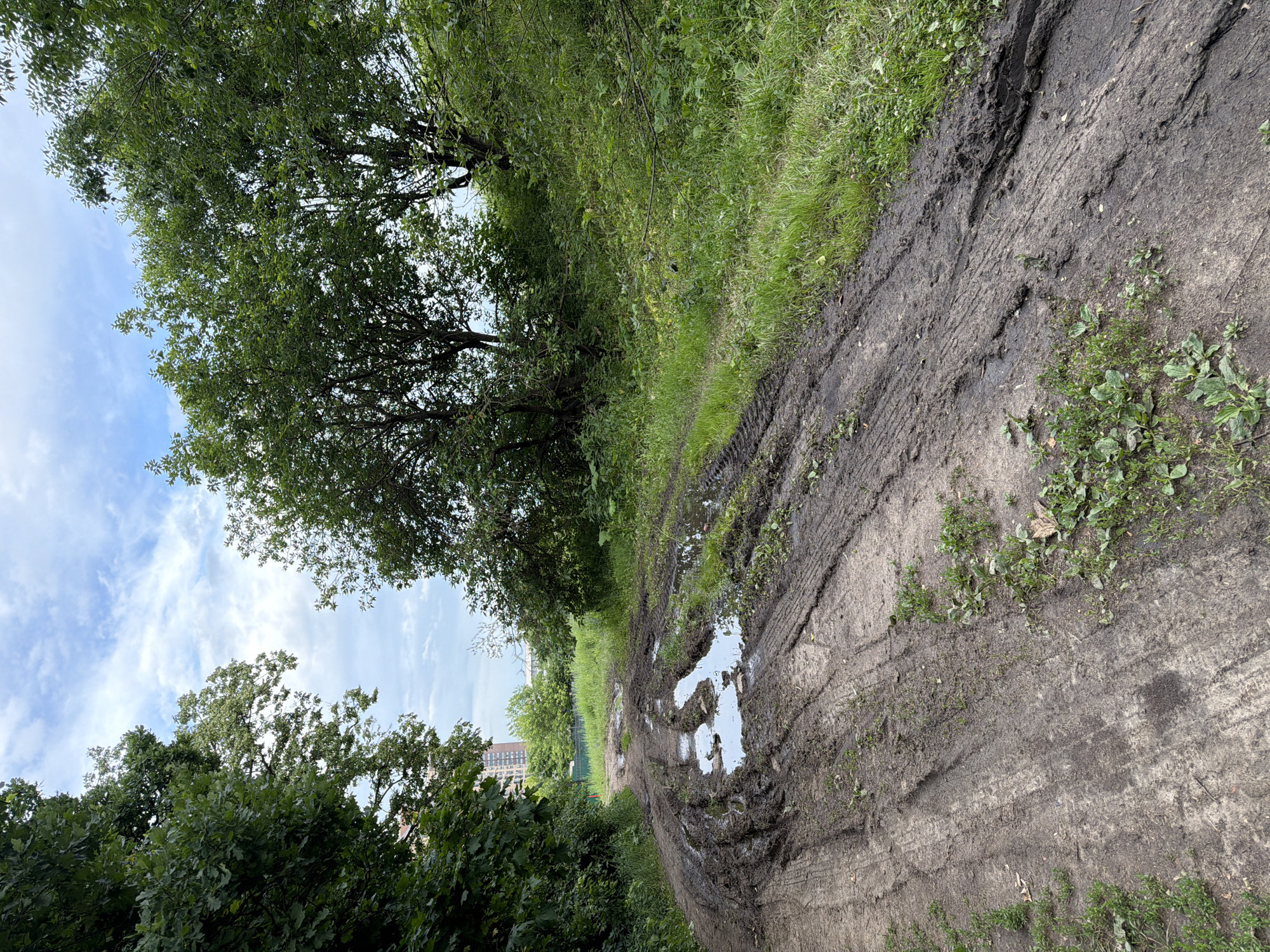 This image depicts a muddy dirt road in a green, wooded area. The road is wet and features tire tracks and several large puddles, indicating recent rainfall. Dense green foliage lines both sides of the road, with trees forming a canopy overhead. In the background, a tall, modern building is visible, suggesting an urban or suburban setting. The sky is partly cloudy with a blue hue. The scene appears to be a natural area within or on the outskirts of Moscow, Russia, likely a park or undeveloped land. There are no people or animals present in the image.