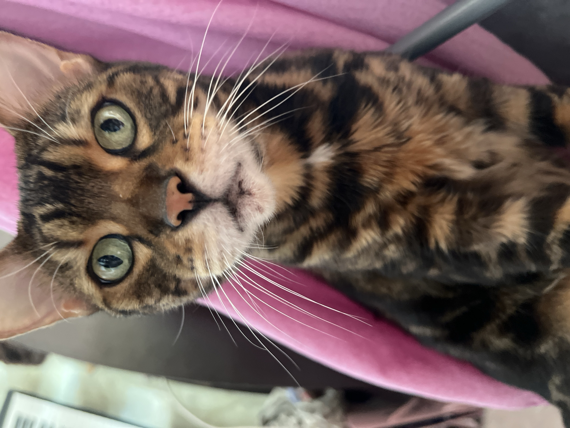 A close-up shot focuses on the face of a Bengal cat, with its green eyes prominent. The cat has a distinctive spotted and striped coat in shades of brown, black, and tan. Its whiskers are long and white, fanned out against a blurred background of a pink fuzzy blanket and a dark chair. The image is a photograph of the cat's head and upper body. There is no indication of the city of Surgut, Russia, or any other location.