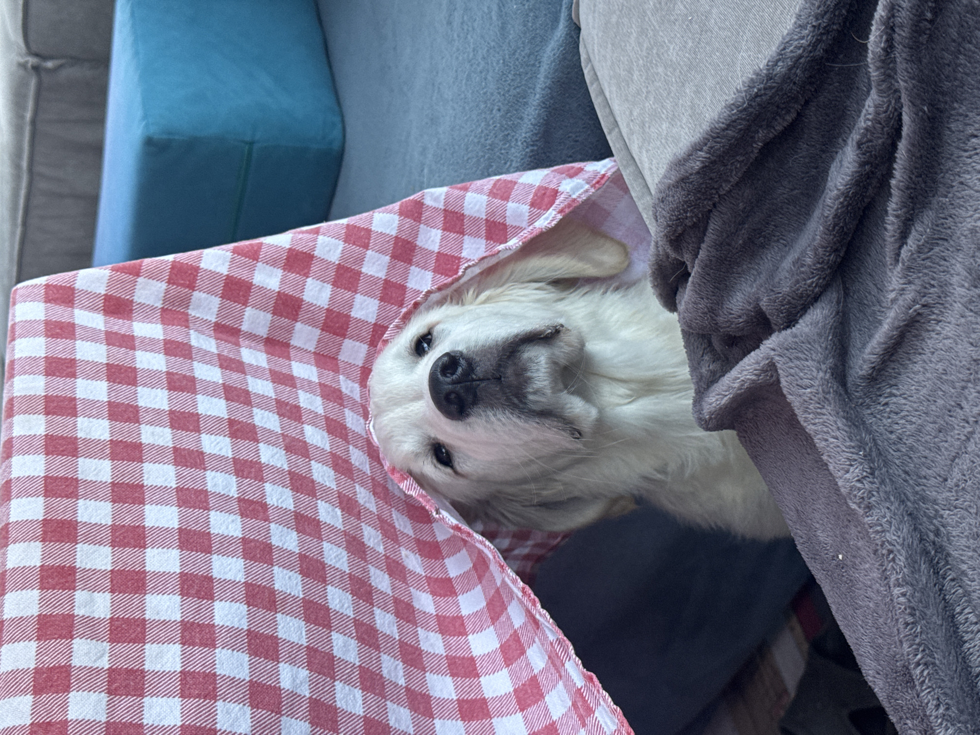A white dog lies on a red and white checkered blanket next to a gray blanket and some furniture. The scene takes place indoors, with a blue and gray chair or sofa visible in the background. There is no information suggesting this image was taken in Ptichnoye, Russia.