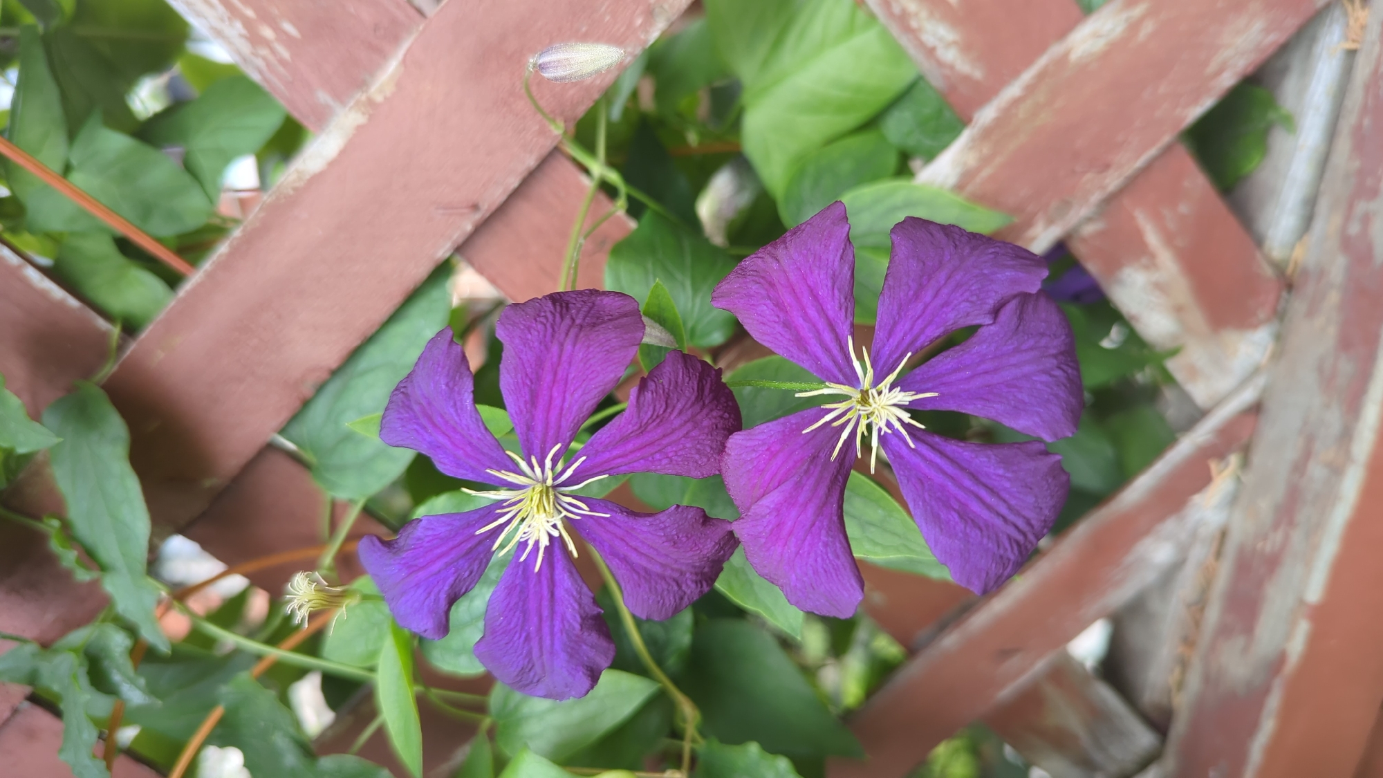 Two purple clematis flowers bloom in front of a reddish-brown lattice fence. The flowers have six petals each and a bright yellow stamen. Green leaves surround the flowers. The image appears to be taken outdoors in a garden setting. There is no indication of the city of Montreal, Canada.