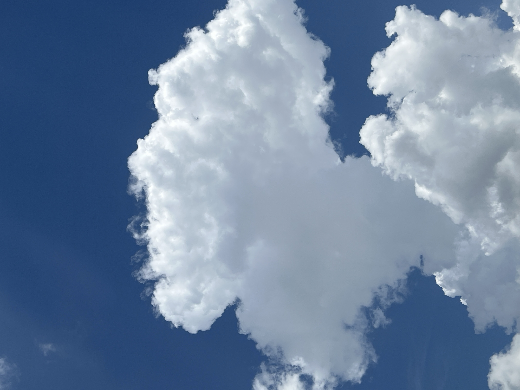 A cloud formation dominates the view against a clear, deep blue sky. The clouds are large, white, and puffy, characteristic of cumulus clouds. The sunlight illuminates the clouds, creating a bright, almost ethereal effect. No people, objects, or interactions are visible within the frame. The location is not discernable from the image alone.