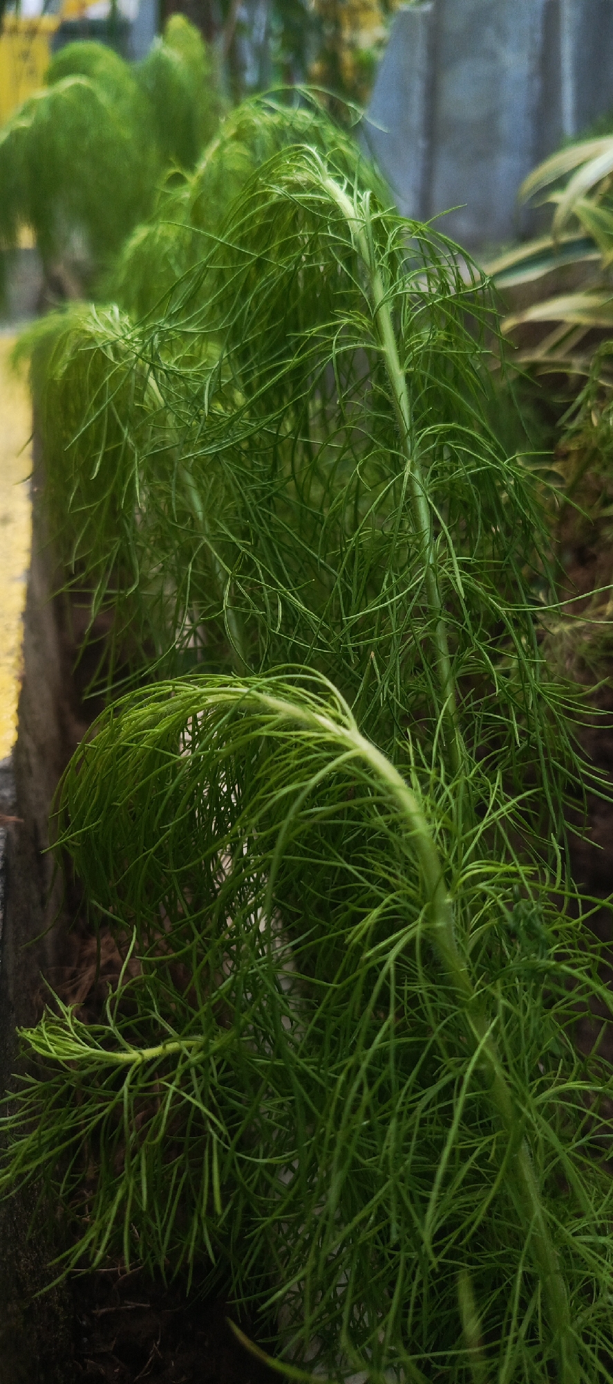 A close-up, eye-level shot shows a dill plant in an urban garden setting, likely located in Surabaya, Indonesia. The dill plant, with its feathery green leaves and thin stems, dominates the foreground, curving downwards as if weighed down by dew or rain. The plant is situated in dark soil, bordered by a textured, dark brown planter box on the left, with a bright yellow stripe along its top edge. In the background, out of focus, are other green plants, a light gray concrete wall, and hints of yellow foliage. The lighting appears to be natural daylight. There are no people or animals visible in the frame, and no discernible actions or interactions are taking place. The overall impression is one of a serene, natural element within an urban landscape.