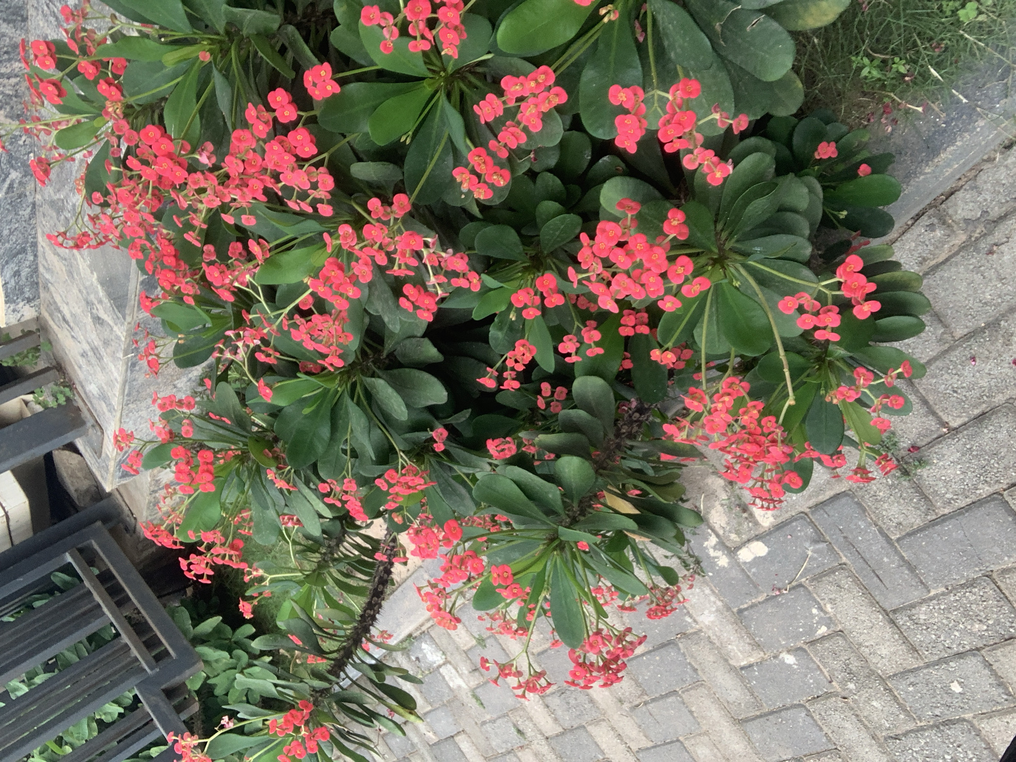 The image displays a patch of vibrant pink Crown of Thorns flowers (Euphorbia milii) growing outdoors. The plants have thick, green leaves and thorny stems, with numerous small, bright pink blooms clustered together. They are situated next to a paved walkway made of interlocking grey bricks arranged in a herringbone pattern. In the background, a dark metal fence with vertical bars is visible, along with some greenery behind it. The overall scene suggests an outdoor garden or public space. This location could be found in various residential or commercial areas within Abuja, Nigeria, where such flowering plants and paved walkways are common. There are no people or animals visible in the image.