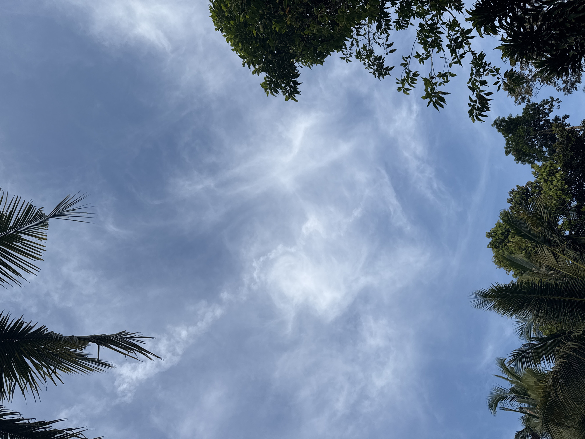 The image captures an upward view of a blue sky, framed by lush green foliage. Wispy, white clouds, characteristic of cirrus or cirrocumulus, are scattered across the sky, with a particularly bright, swirling concentration of clouds visible near the center. The light suggests it is daytime, likely mid-morning or late afternoon, as the sky is bright but not harshly overexposed.
Various trees are visible along the edges of the frame. In the upper right and upper left corners, dense canopies of broad-leaved trees with dark green foliage extend into the frame, providing a natural border. In the lower left and lower right corners, distinctive palm fronds with their characteristic feathery appearance are prominent, angling upwards into the sky.
The scene conveys a sense of peaceful nature, looking up through a canopy of tropical vegetation. There is no human activity or visible text. The presence of palm trees and other dense foliage aligns with the tropical environment of Ubud District, Indonesia. The overall impression is one of natural beauty and tranquility, focused on the interplay of sky, clouds, and plant life.