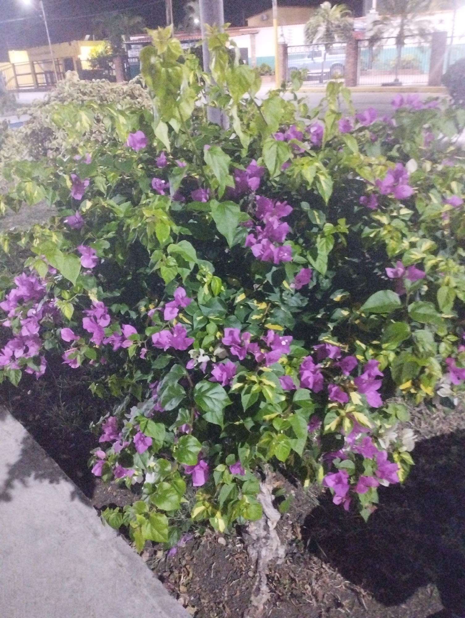The image displays a close-up view of a vibrant purple-flowered bush, likely Bougainvillea, at night in what appears to be an urban or suburban setting. The bush fills the majority of the frame, with its rich green leaves and numerous clusters of bright purple bracts. Some leaves show variegation with yellowish patches.
In the background, illuminated by artificial lights, are various elements suggesting a built environment. To the left, part of a building with windows and what looks like a fence is visible. Further back and to the right, another building or structure is partially seen, along with a metal fence. A street or road runs parallel to the fence in the mid-ground, and faint outlines of vehicles or street furniture can be discerned beyond it. Tall, thin poles, possibly streetlights or utility poles, punctuate the upper part of the background. Hints of palm trees are also visible behind the fence, contributing to the warm climate impression.
The foreground shows the edge of a concrete sidewalk or curb on the left, leading to an area of dark soil or mulch around the base of the bush. The shadows cast on the ground are prominent, indicating an artificial light source directly above or to the side.
The time of day is clearly night or late evening, as evidenced by the darkness of the sky and the reliance on artificial lighting to illuminate the scene. The weather appears calm and clear, with no signs of precipitation. The flora, particularly the flowering bush and palm trees, aligns with the tropical or subtropical climate expected in Tinaquillo, Venezuela, the given location context. No people, discernible activities, or visible text are present in the image.