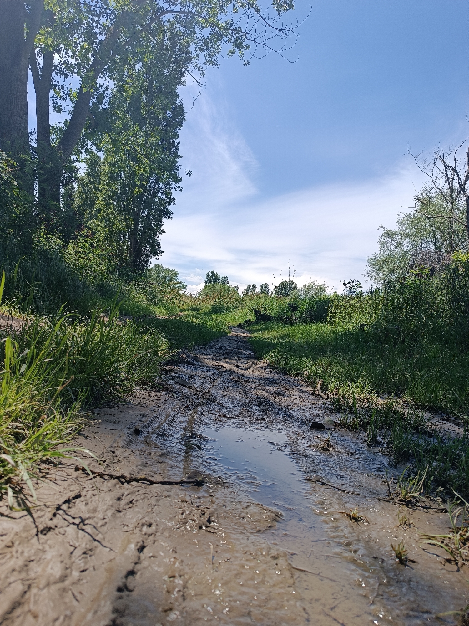 The scene depicts a muddy path in Brescello, Italy. The path is waterlogged with puddles and tire tracks. Lush green vegetation, including grasses and trees, lines both sides of the path. The sky above is blue with scattered clouds. There are no people present.