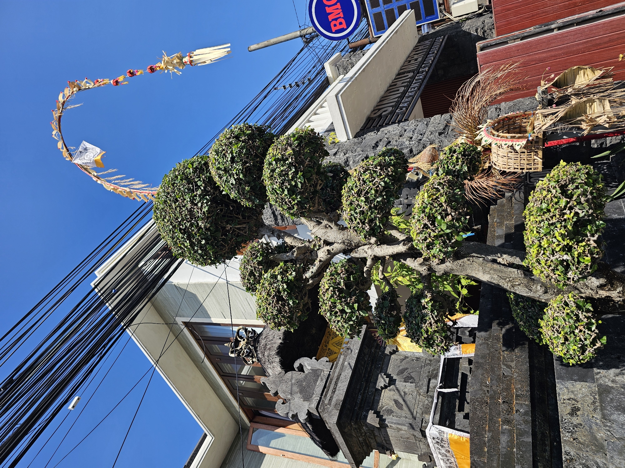 A low-angle, close-up, outdoor, full shot captures a street scene in Denpasar, Indonesia, under a clear blue sky. In the foreground, a meticulously shaped bonsai tree with round, dense foliage dominates the frame. The tree's trunk is thick and gnarled, with its branches sculpted into multiple spherical shapes, suggesting careful pruning and cultivation.
Behind the bonsai, a dark stone structure, possibly part of a temple or shrine, rises in layers. This structure is adorned with traditional Balinese offerings, including white and yellow cloths draped over its edges and a woven basket-like ornament decorated with colorful elements hanging from it. The stone work is detailed, with tiered levels and intricate carvings.
Above the stone structure, a modern building with a light-colored facade and dark-framed windows is visible. The building features a prominent white trim along its roofline. The entire scene is overlaid with a dense network of black electrical wires, strung across the sky and supported by a utility pole on the right side of the image.
A curved, festive decoration, likely an odalan or other traditional offering, arches gracefully from behind the bonsai tree towards the sky. This decoration is made of natural materials, featuring woven elements, small red and yellow ornaments, and white tassels.
On the right side of the image, a blue circular sign with the letters "BMC" in white is attached to a pole. Below this, a building entrance is visible with a sign that reads "SINDU MERTHA CAR RENTAL & TOUR SERVICE". A red metal gate or fence is also present to the right of the building entrance. The overall impression is a blend of traditional Balinese culture and modern urban infrastructure.