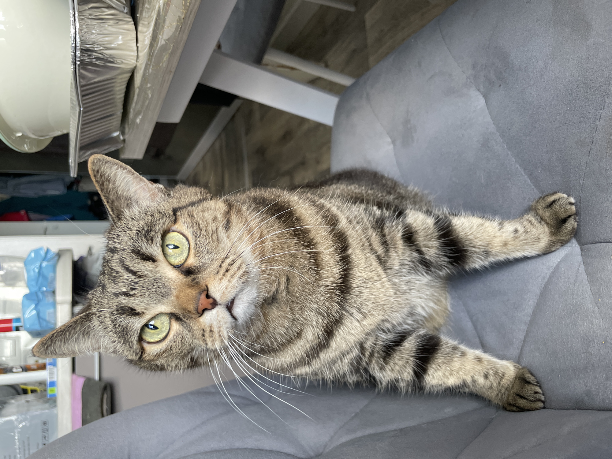 A tabby cat lies on a grey cushion, its body angled across the frame. The cat's head is turned towards the viewer, its green eyes open. White whiskers sprout from its muzzle. The background includes a white table leg and other miscellaneous objects, suggesting an indoor environment. The location is unknown.