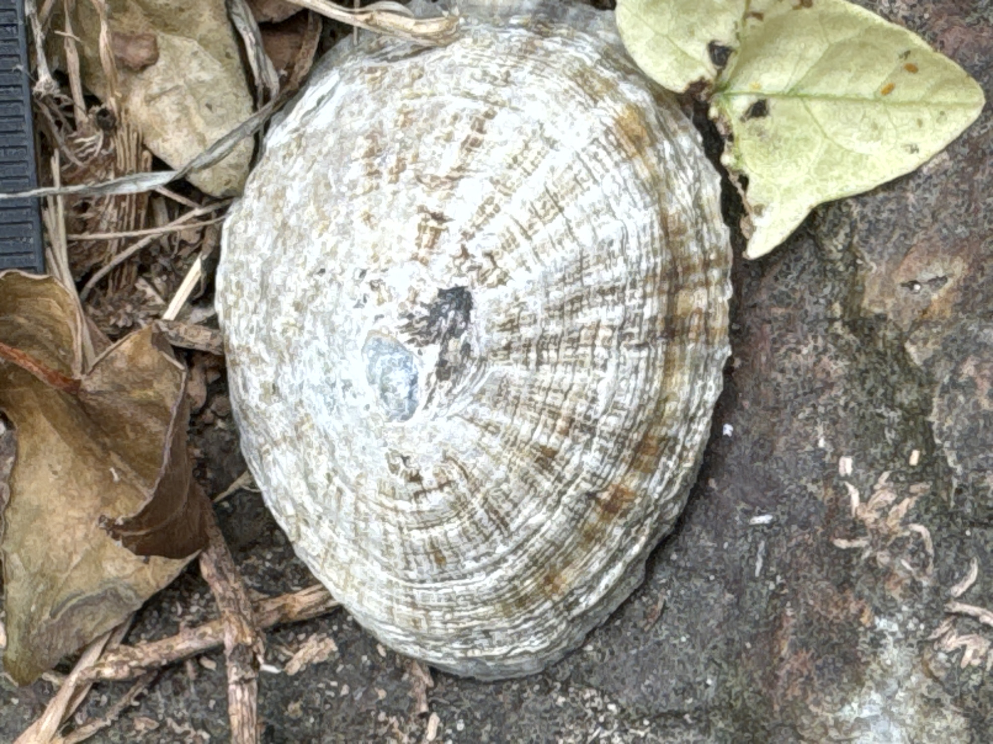 The image shows a close-up, overhead view of a flat, circular object with a textured, layered surface, resembling a shell or a large mushroom cap, lying on the ground. The object is off-white with concentric rings of brown and grey discoloration. It is surrounded by dry leaves, twigs, and dark soil. A few small green leaves are also visible in the lower right corner. The scene appears to be outdoors, likely in a natural or garden setting. There is no indication of any specific location in Courtown, Ireland within the image itself.
