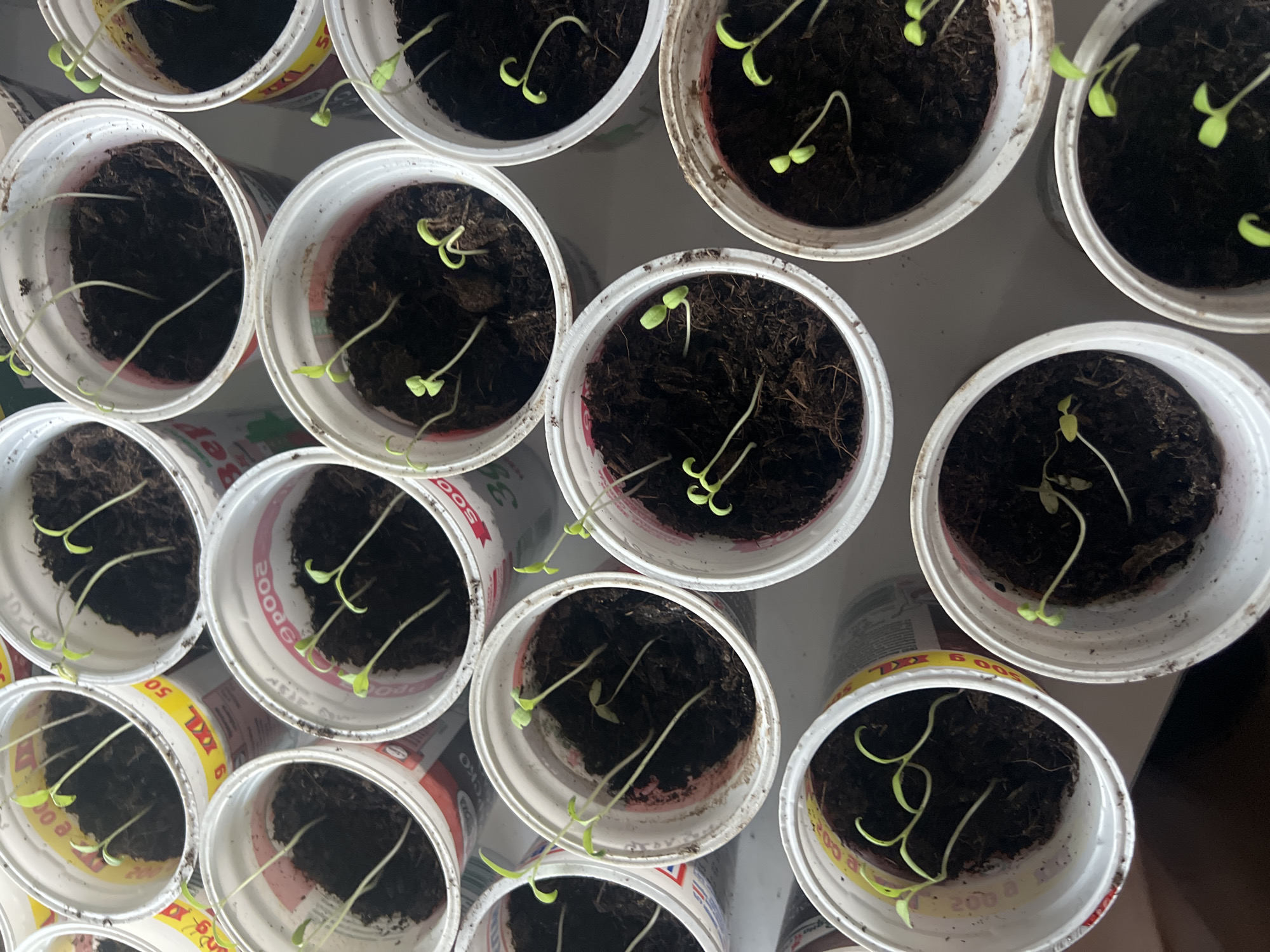 An overhead perspective reveals a dense arrangement of approximately two dozen small green seedlings growing in individual repurposed white plastic cups, consistent with an indoor cultivation setup. Each cup contains dark soil from which two to five seedlings, characterized by slender green stems and small, light-green cotyledon leaves, have sprouted. Several cups display visible Cyrillic text and numerical indicators such as "500g", "390g", "XXL", and "МЛЯКО" (milk), aligning with commercial product labeling common in Sofia, Bulgaria. The containers rest on a uniform, light-toned surface, possibly a table or windowsill. No individuals, overt actions, or complex interactions are present; the scene focuses entirely on the emerging plant life.