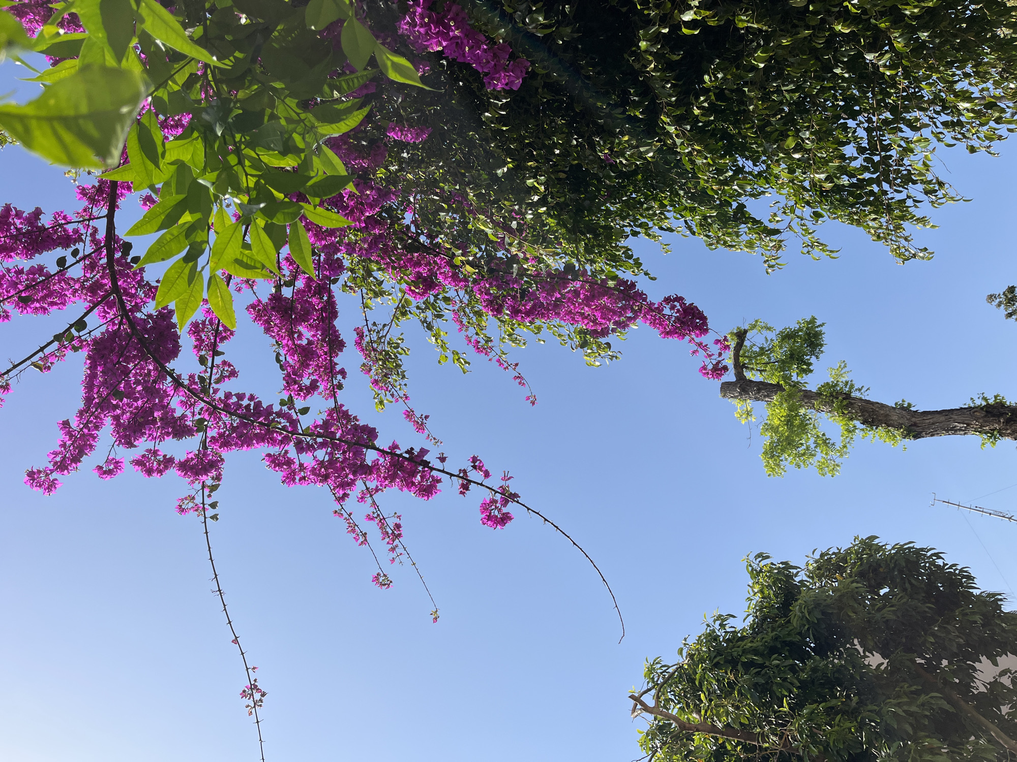 A low-angle shot captures various foliage and branches against a clear blue sky. Bright pink bougainvillea drapes from branches on the left, contrasting with the green leaves of a separate tree behind. To the right, branches of a different tree are visible, some with leaves and some bare. Lower right features another tree with dense green foliage. Given the likelihood of bougainvillea and other Mediterranean flora, and the location in Alanya, Turkey, this scene is likely in a park or garden. No people are visible.