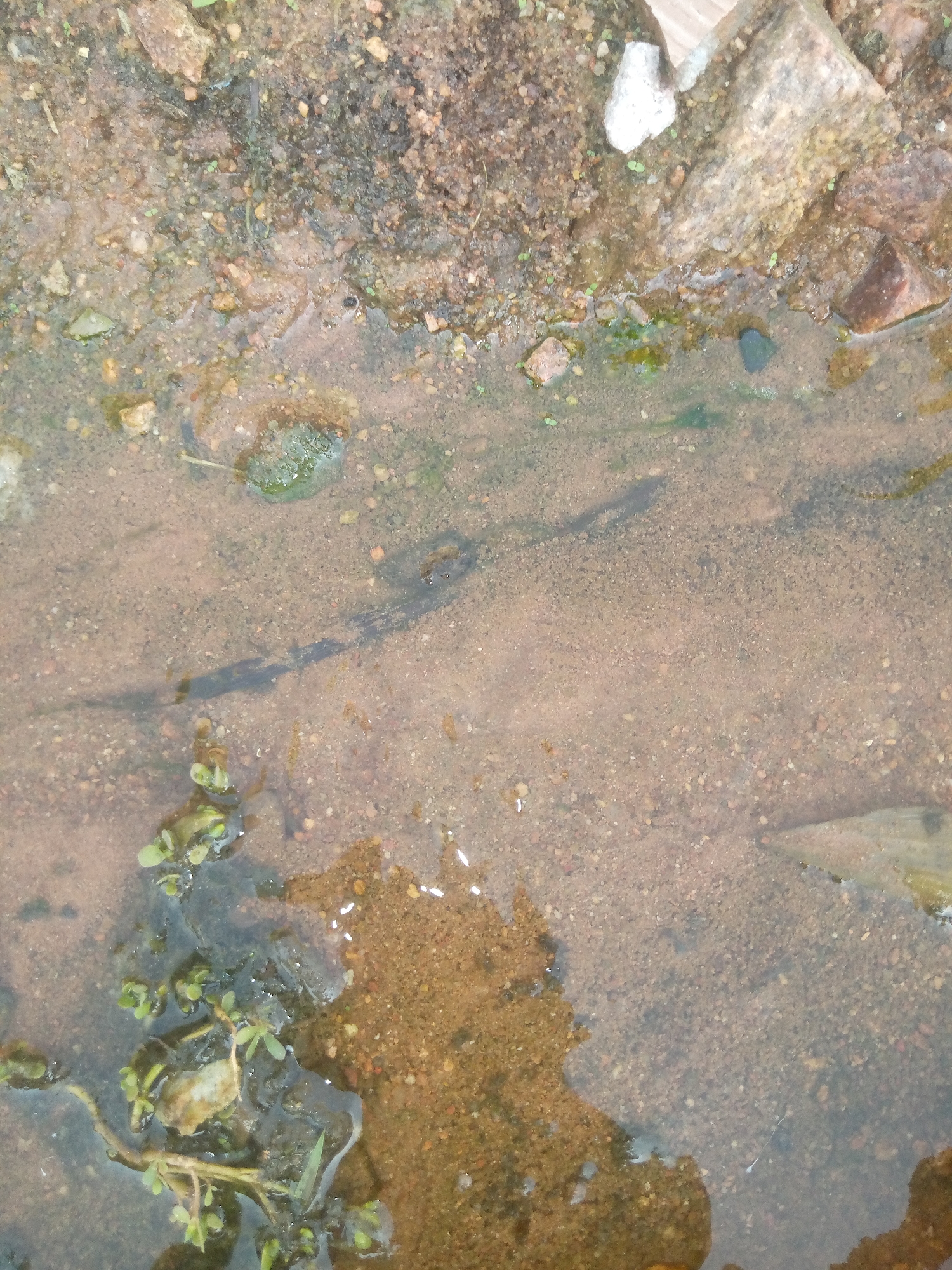 The image depicts a close-up, overhead view of a shallow puddle of muddy water on the ground. The water is translucent, revealing a sandy and gravelly bottom with small pebbles and dirt. Along the top edge of the frame, there is a patch of dry, rocky soil with larger stones and some sparse vegetation. In the lower left quadrant, a cluster of small, green plants with thin stems are growing in the water, partially submerged. There are no people or animals visible in the image. The scene appears to be an outdoor environment, likely a natural area or a neglected urban space, such as a roadside ditch or an unpaved yard. The lighting suggests an overcast day. The location in Jalingo, Nigeria is inferred from the context provided.