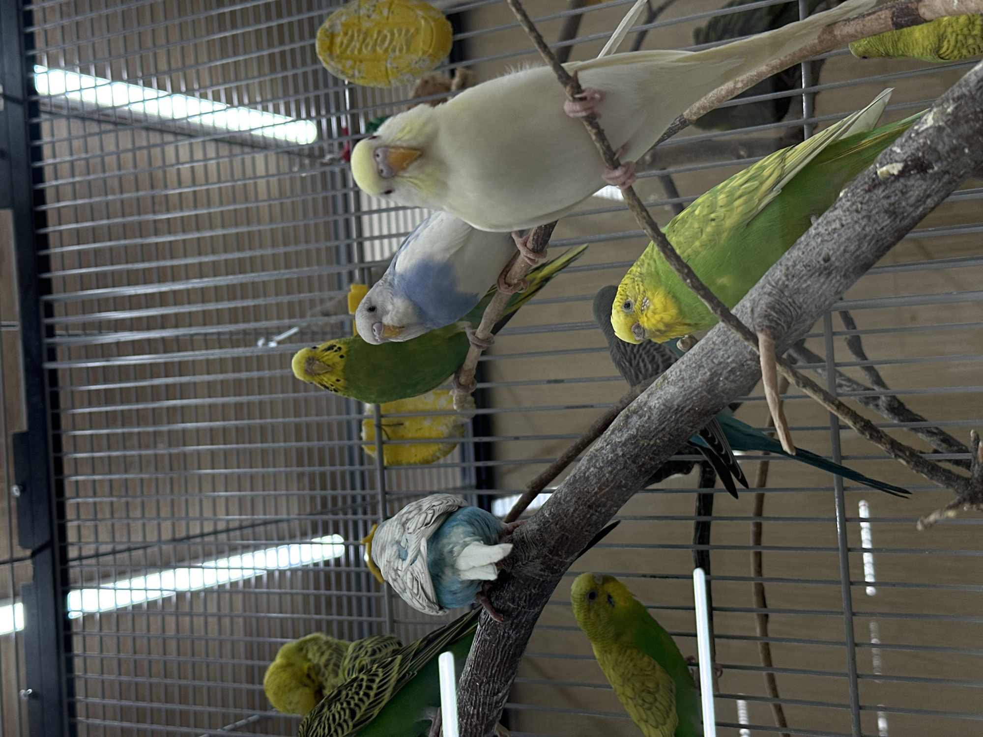 The image captures a lively scene inside a bird cage, featuring numerous budgerigars (parakeets) of various color mutations. The setting appears to be an indoor aviary or a spacious pet cage, equipped with artificial lighting.
In the upper central area, a pale yellow or creamy white budgie with a light yellow cere is prominently perched on a thick wooden branch, its gaze directed towards the viewer. Below it, a light blue and white budgie rests on another branch, looking downwards. To the right, a vibrant green and yellow budgie, displaying classic markings, is perched on a separate branch.
Additional budgerigars are scattered throughout the enclosure: a dark green one is partially visible on the far left, another green and yellow budgie occupies the bottom right, and a blue and white bird is seen clinging to a branch near the bottom center, appearing almost inverted. A dark blue-green budgie can also be spotted deeper within the cage.
The cage itself is constructed from a metal wire grid. Multiple natural-looking wooden branches and perches provide varied resting and climbing opportunities for the birds. In the background, two bright, linear fluorescent lights or LED strips illuminate the space. Two yellow, disk-shaped objects, likely mineral blocks or toys, hang from the cage wires. On one of these, the partial text "SOPROK" is visible.
The birds appear calm, primarily engaged in perching and resting within their environment. The scene is brightly lit by artificial light, suggesting an indoor setting. The location context provided is Yekaterinburg, Russia.