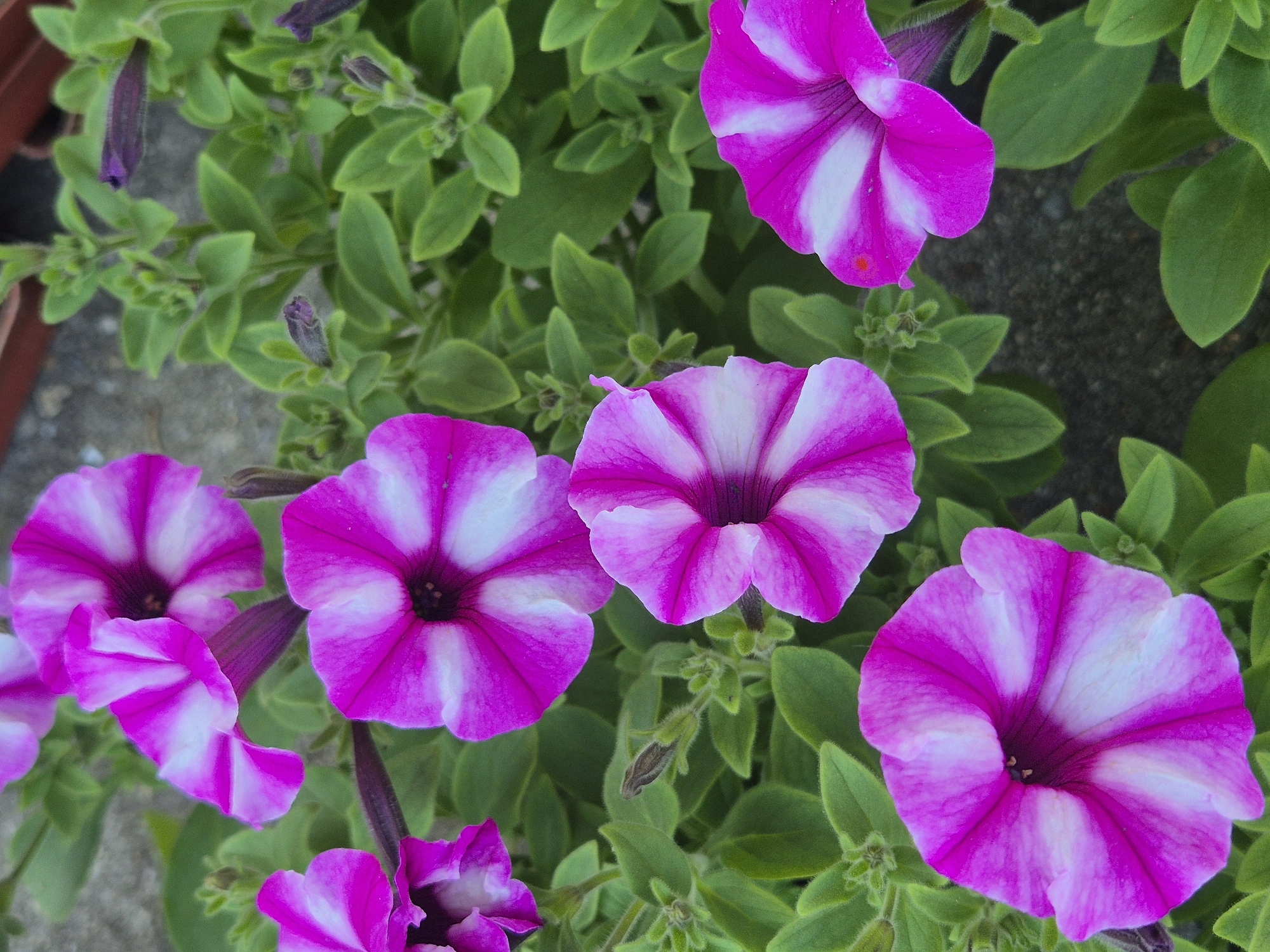 A high-angle, close-up shot depicts several fully bloomed, vividly colored purple and white petunia flowers amidst green foliage. The flowers have a distinct star-like pattern due to the radial white stripes on each petal. The leaves are small, rounded, and dense. The flowers are growing in a cluster, likely in a garden or planter. The location is unknown.