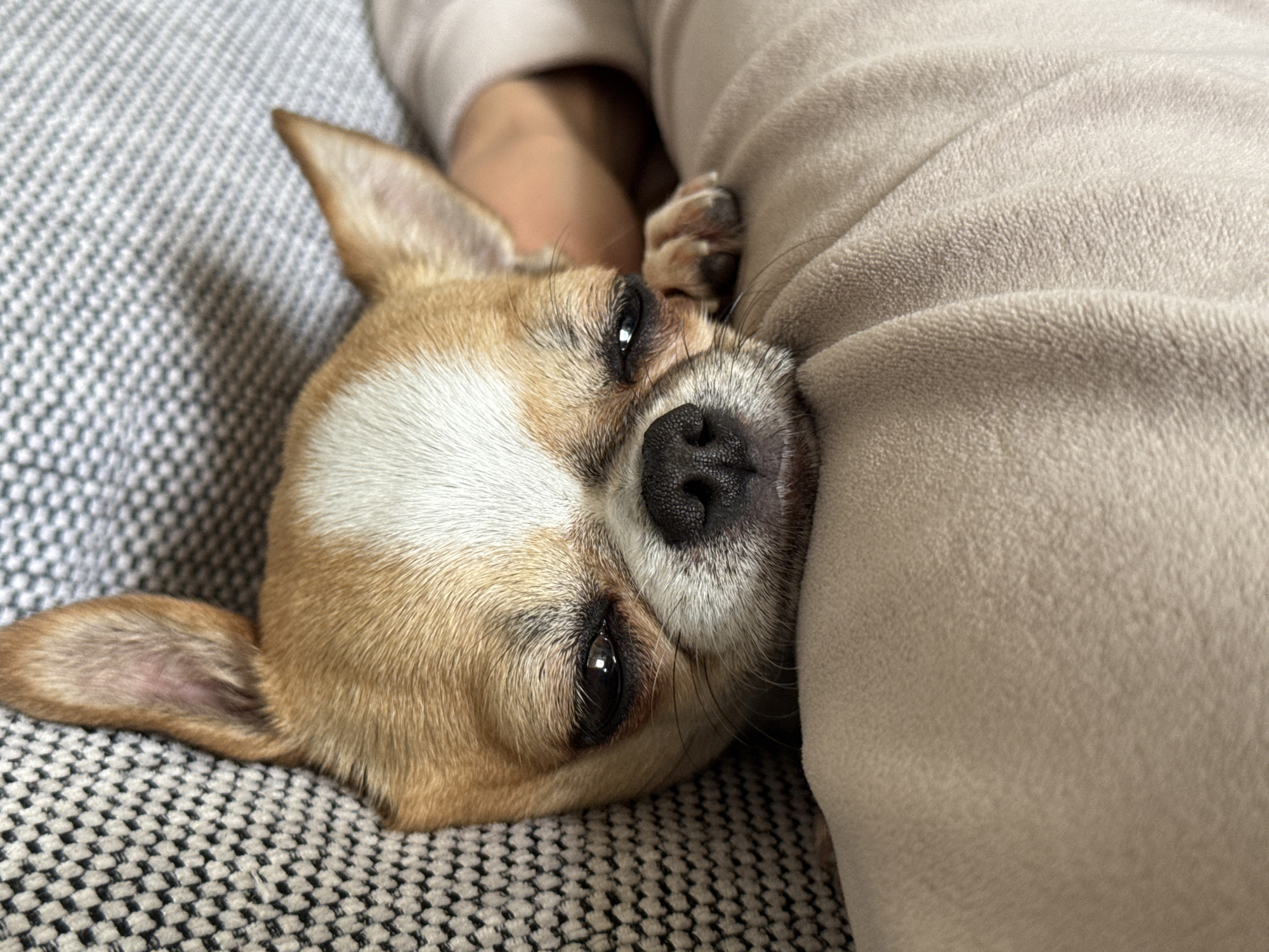 A chihuahua with tan fur and a white stripe on its head is resting on a gray and white patterned surface, possibly a couch or bed. The dog's head is tilted to the side, and it appears to be nuzzling against a soft, beige-colored blanket or clothing item. The chihuahua's front paw is visible near its face, and its eyes are partially closed, suggesting it is relaxed or sleepy. A person's arm is visible in the background, possibly holding or comforting the dog. The environment appears to be indoors, possibly a home setting. Location information (Berlin, Germany) is not evident from the image.