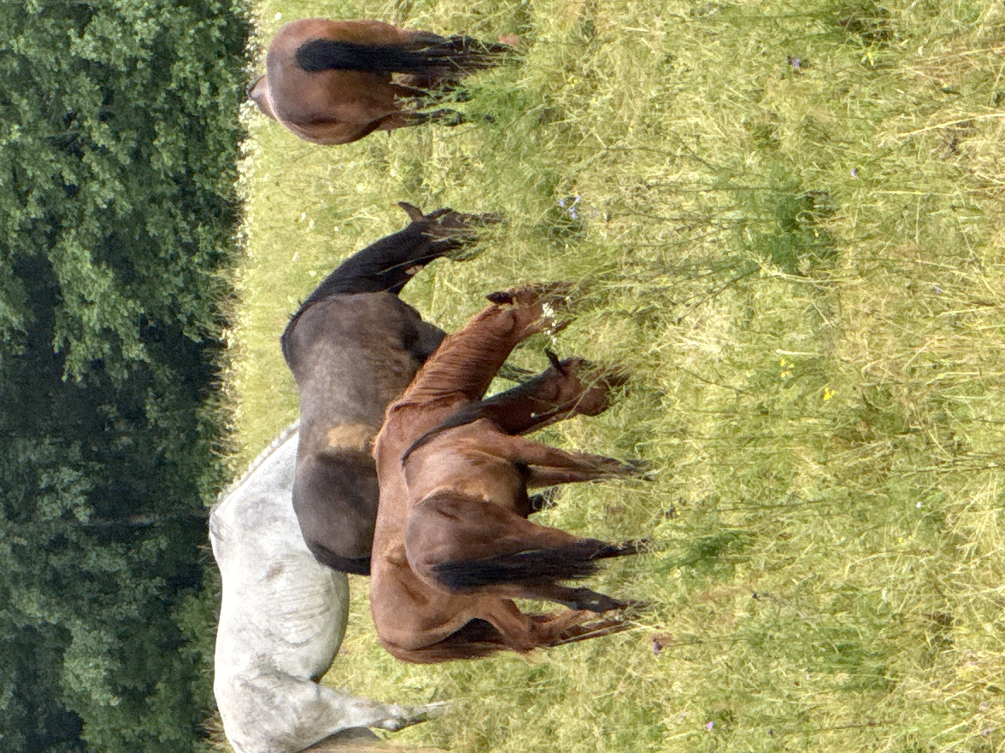 The image depicts a group of horses grazing in a grassy field. In the background, a dense line of trees forms a natural border. The horses are of various colors, including white, brown, and dark gray. One white horse is positioned on the left, with its head down grazing. To its right, a dark gray horse is also grazing. In the foreground, two brown horses are visible, one facing left and the other facing right, both with their heads down, eating grass. The environment appears to be a rural or natural setting, characterized by lush green vegetation. The lighting suggests it is daytime. The location is identified as Galinė, Lithuania.