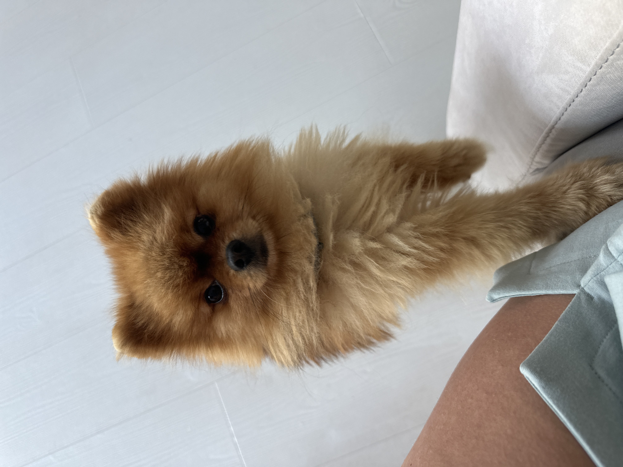 An orange Pomeranian dog, standing on its hind legs, looks directly at the camera from a slightly elevated position. The dog is positioned centrally in the frame, with its front paws resting on a light-colored cushion or piece of furniture. To the left of the dog, a person's bare leg and part of light blue shorts are visible. The background consists of a light-colored, possibly wooden floor with visible planks and lines. The overall setting appears to be indoors. The image was taken in Asenovgrad, Bulgaria.