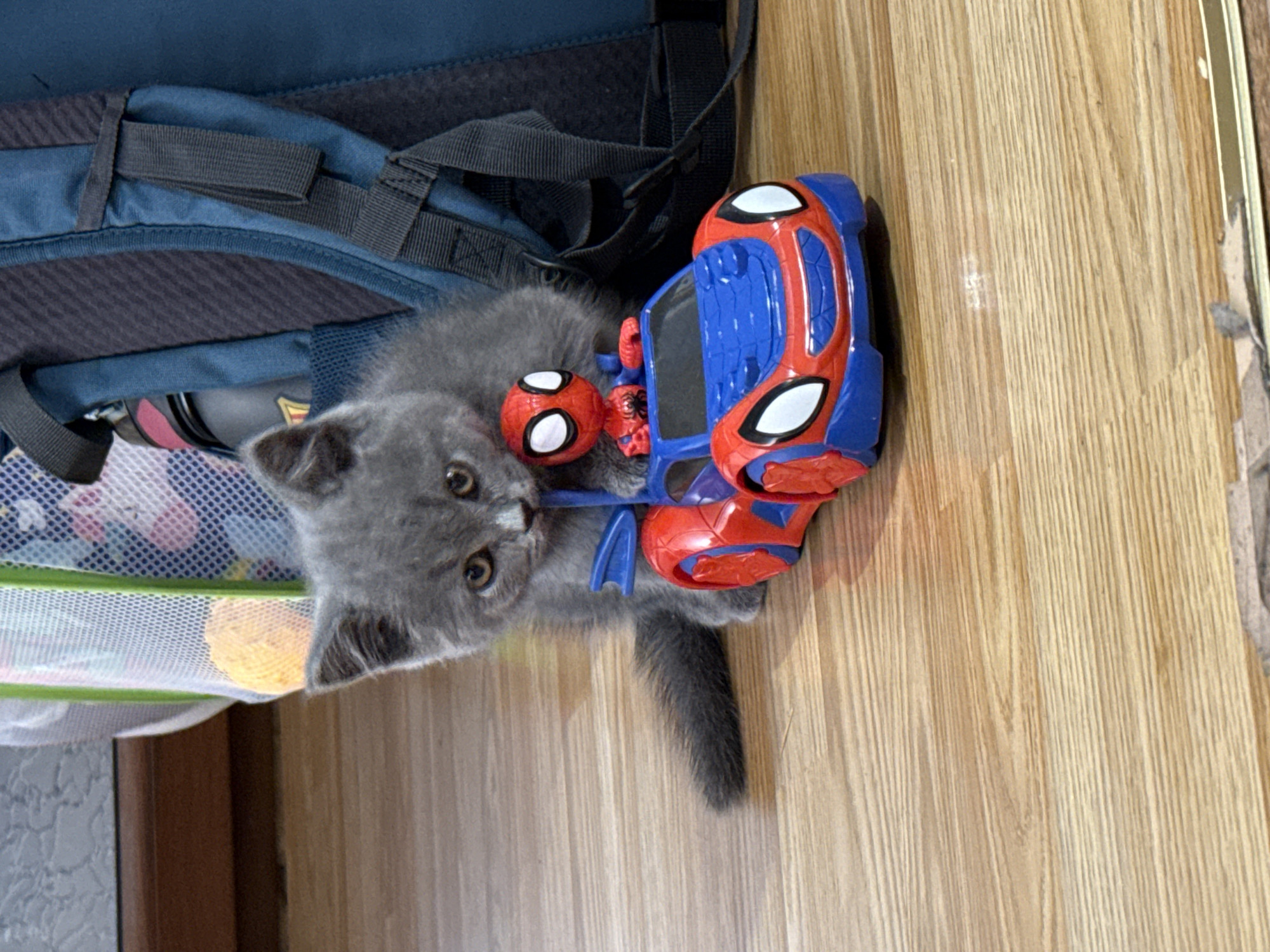 An indoor scene in Hadzhidimitrovo, Bulgaria, features a small, solid grey kitten seated on a light-colored wooden plank floor. The kitten, positioned centrally in the frame, faces forward with its head slightly lowered, showing prominent amber eyes. Its mouth is open and appears to be gently interacting with the blue hood or windshield frame of a red and blue toy car positioned directly in front of it. A small, red and blue Spiderman action figure is seated within the driver's seat of the toy car. To the left and slightly behind the kitten, a white mesh bag, potentially a laundry hamper or toy organizer, contains a spherical orange object. To the right and behind the kitten, a dark blue backpack stands upright, revealing black straps, buckles, and a dark grey padded back panel. A light-colored bottle is partially visible in a side pocket of the backpack. The wooden floor exhibits distinct horizontal grain patterns and planks.