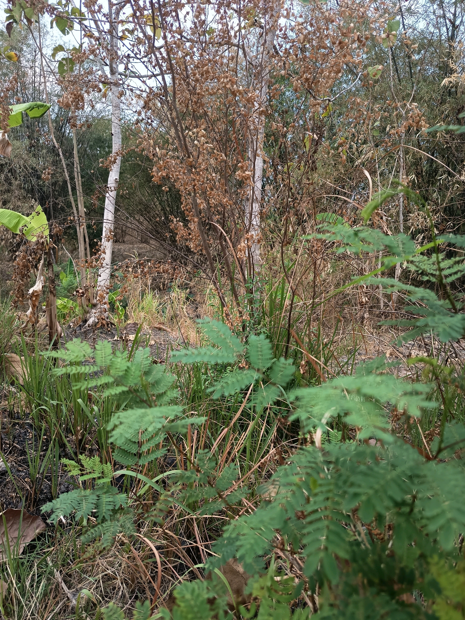 In the city of Sidorejo, Indonesia, a dense, overgrown natural landscape is depicted. The foreground is dominated by lush, green foliage, with delicate, fern-like leaves of a plant in sharp focus, obscuring a portion of the background. Behind this vibrant greenery, dry, brown grasses and fallen leaves form a textured carpet across the uneven ground.
Interspersed within the scene are various trees and plants. A prominent, slender white tree trunk stands vertically, surrounded by branches laden with dried, brown seed pods or leaves, suggesting a season of dormancy or aridity. Other trees in the mid-ground display a similar state of dryness, with bare branches and scattered brown foliage. In the background, a dense growth of bamboo stalks rises, their slender forms creating a natural wall. The overall impression is one of a wild, untamed environment, possibly a rural or natural area on the outskirts of Sidorejo, where vegetation is allowed to flourish without significant human intervention. The lighting suggests it is daytime, with overcast or diffused light creating soft shadows. There are no people or animals visible in the frame.