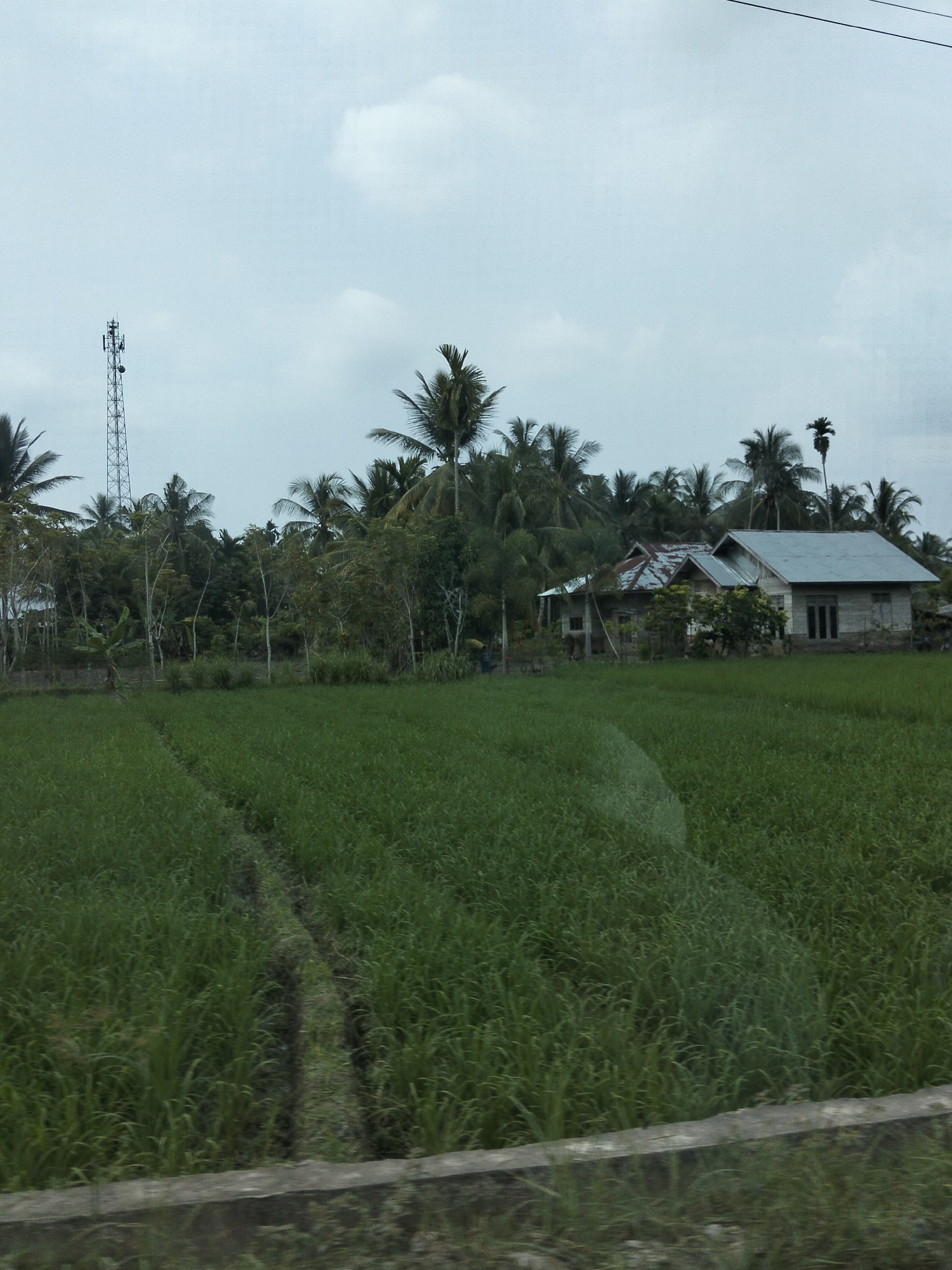 A rural landscape photograph shows a bright green rice paddy in the foreground, with a narrow dirt path cutting through it. In the middle ground, a cluster of palm trees and other lush vegetation is visible, interspersed with two simple houses. The house on the right has a light-colored exterior and a gray metal roof, while the house to its left appears older, with a corrugated tin roof showing signs of rust. A tall communication tower stands to the left of the houses, silhouetted against a pale, overcast sky. The scene appears to be in a tropical environment, likely Teupinreudeup, Indonesia, given the characteristic palm trees and agricultural setting. The overall lighting suggests a cloudy day.