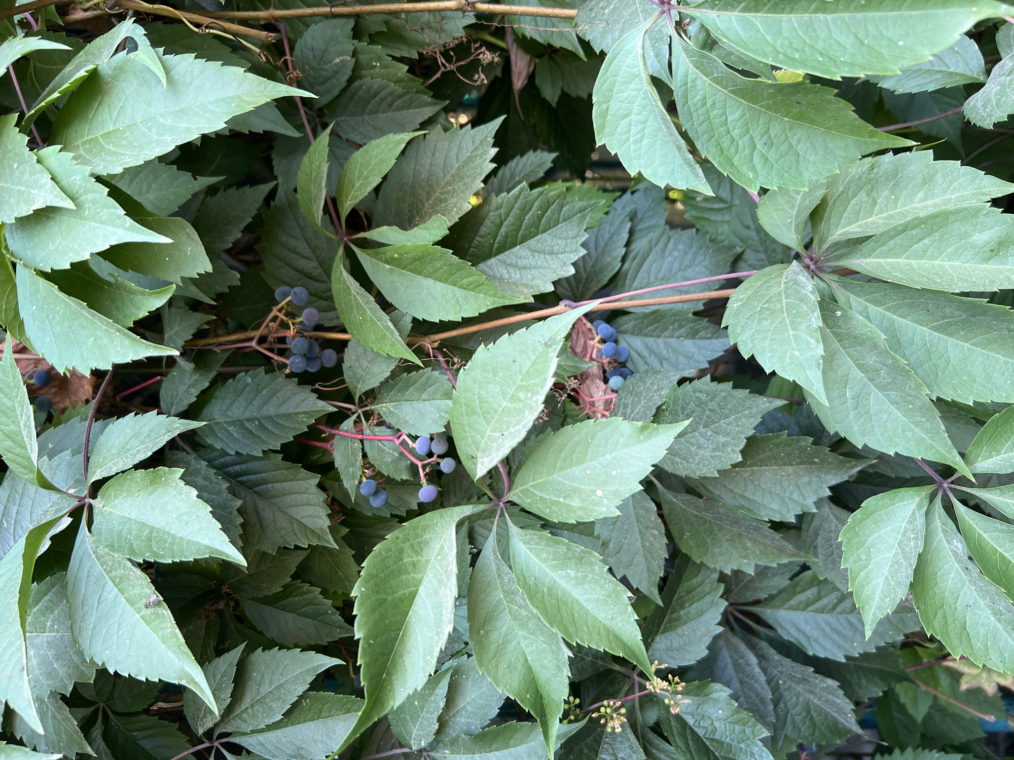 A close-up, eye-level shot captures a dense growth of Virginia creeper (Parthenocissus quinquefolia) foliage. The leaves are a deep green, with some showing a slightly dusty surface. The plant has characteristic five-leaflet leaves with serrated edges, and several clusters of small, dark blue berries are visible amongst the leaves. Thin, reddish-brown stems intertwine with the greenery. The background is filled with more leaves, creating a textured, organic wall. The scene appears to be an outdoor setting, possibly in a garden or along a wall, though no specific landmarks or structures are identifiable. The image does not contain any people or animals. The location is Ak-Suu, Kyrgyzstan.