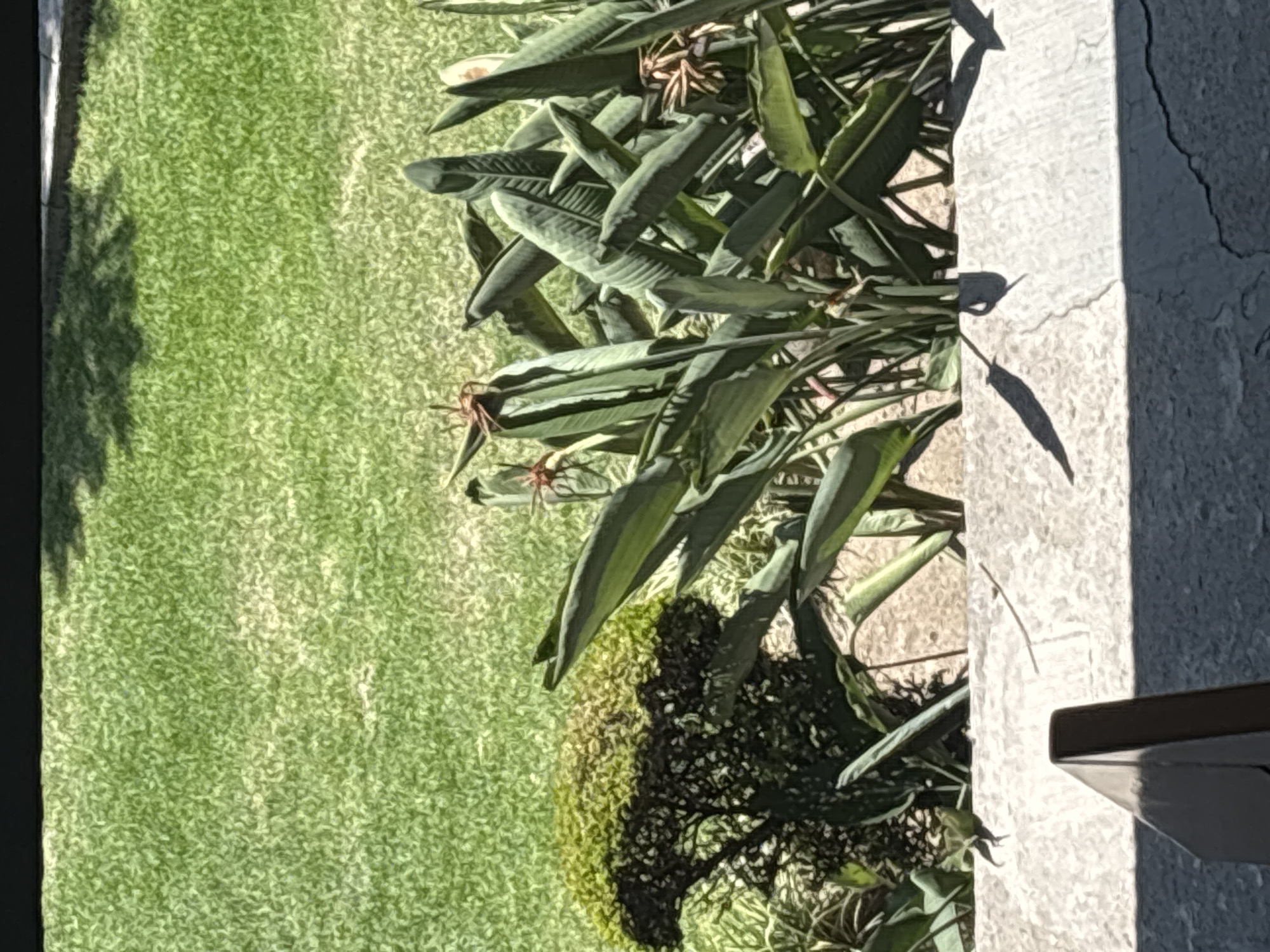 An outdoor landscape image, likely taken in San Andrés Cholula, Mexico, depicts a sunny scene dominated by lush greenery and concrete structures. The foreground on the left features a neatly trimmed, vibrant green lawn, upon which a large, dark shadow from an unseen object, possibly a tree or building, is cast in the lower left corner.
To the right of the lawn, a dense plant with long, broad, dark green leaves, resembling a Bird of Paradise (Strelitzia), fills the midground. Several reddish-brown, dry flower structures or seed pods are visible amongst the foliage. This plant is bordered by a light-colored concrete or stone wall that runs vertically through the right side of the frame. Beyond this wall, a darker gray, textured surface, possibly another paved area or part of a building, is visible.
The scene is brightly illuminated by strong sunlight, creating sharp, well-defined shadows from the plant onto both the lawn and the concrete wall, indicating a clear, sunny day. The sun appears to be positioned to the left of the frame. There is no discernible activity taking place, and no people or visible text are present in the image. The overall impression is one of a well-maintained outdoor area in a warm climate.