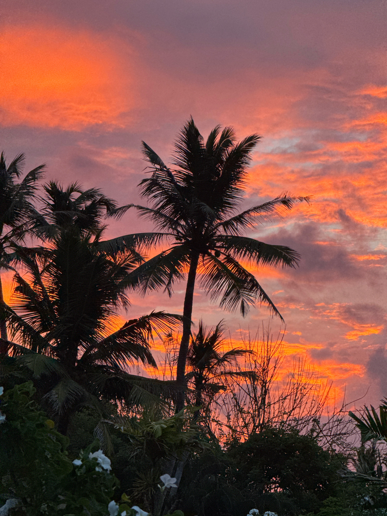 The image depicts a vibrant sunset in Goviyapana, Sri Lanka. Silhouetted against the fiery orange and pink sky are several palm trees, their fronds reaching upwards. The sky is filled with dramatic, textured clouds, illuminated by the setting sun. In the foreground, the dark silhouettes of tropical foliage, including some white flowers, are visible. The overall scene conveys a sense of tropical tranquility and the beauty of a coastal sunset.