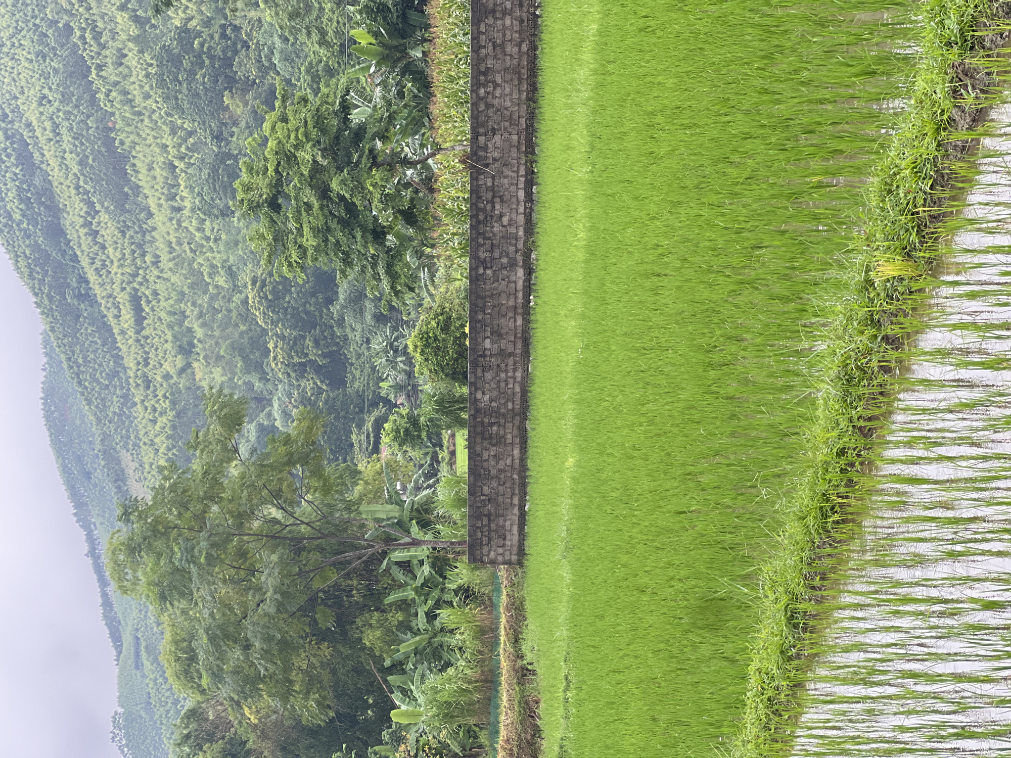 A vertical, eye-level shot captures a lush, terraced landscape in Tân Thanh Commune, Vietnam. In the foreground, a vibrant green rice paddy stretches across the frame, its flooded surface reflecting the overcast sky and the tender rice shoots. The paddy is bordered by a narrow strip of dense green grass, separating it from a low, rough-hewn stone wall. Beyond the wall, a variety of foliage thrives, including tall stalks of corn, leafy banana trees, and various other green plants, interspersed with a solitary, medium-sized tree with a brown trunk and dark green leaves. The midground is dominated by these diverse plants and the imposing stone wall, which appears to be constructed from grey, rectangular bricks. The background is a tapestry of densely vegetated hills, with the lower slopes covered in a mix of bamboo and other trees, creating a textured, emerald green expanse that fades into the soft, grey haze of the sky. The overall scene conveys a sense of natural abundance and rural tranquility, typical of the Vietnamese countryside.